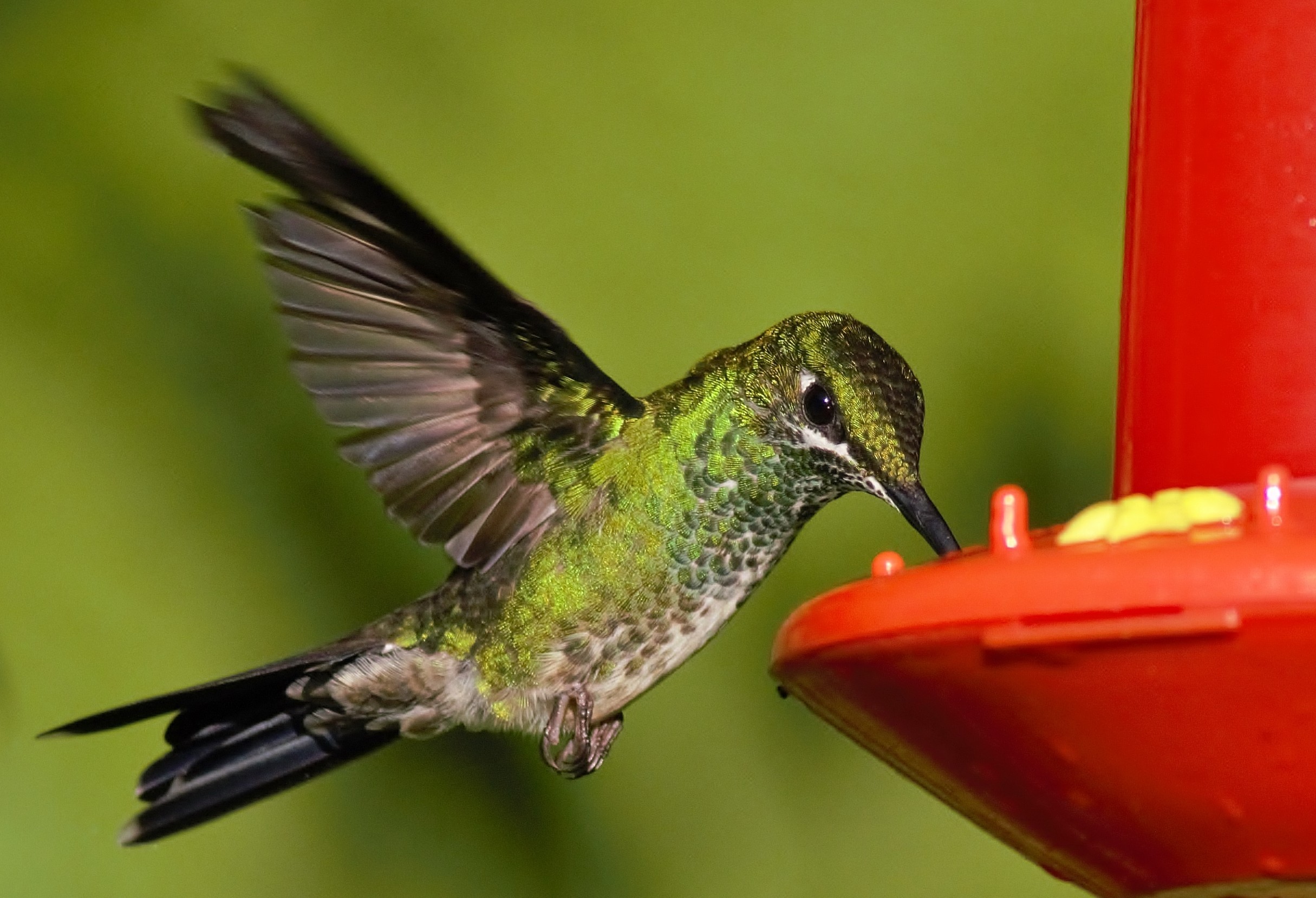 Green-crowned Brilliant