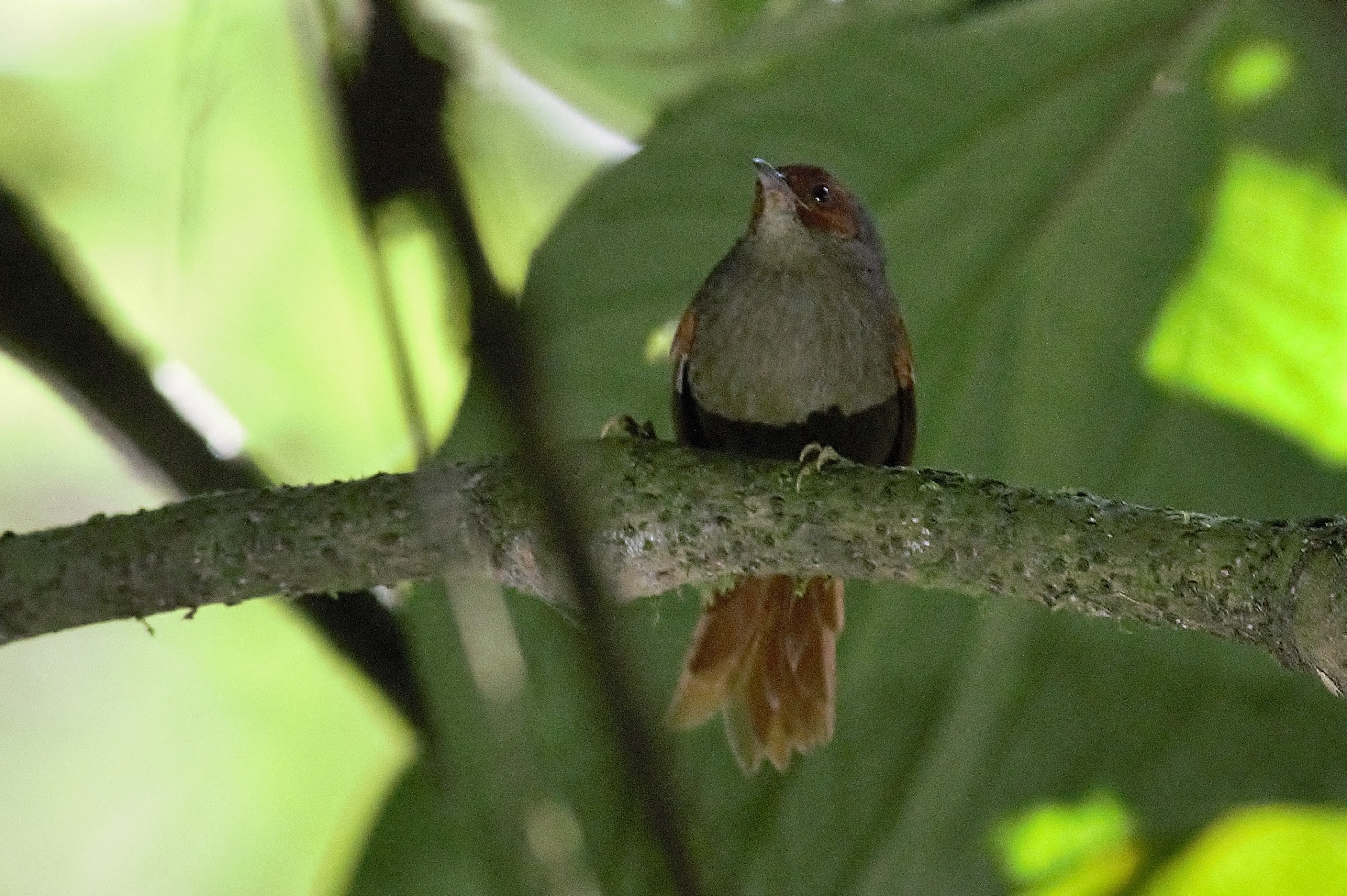 Red-faced Spinetail