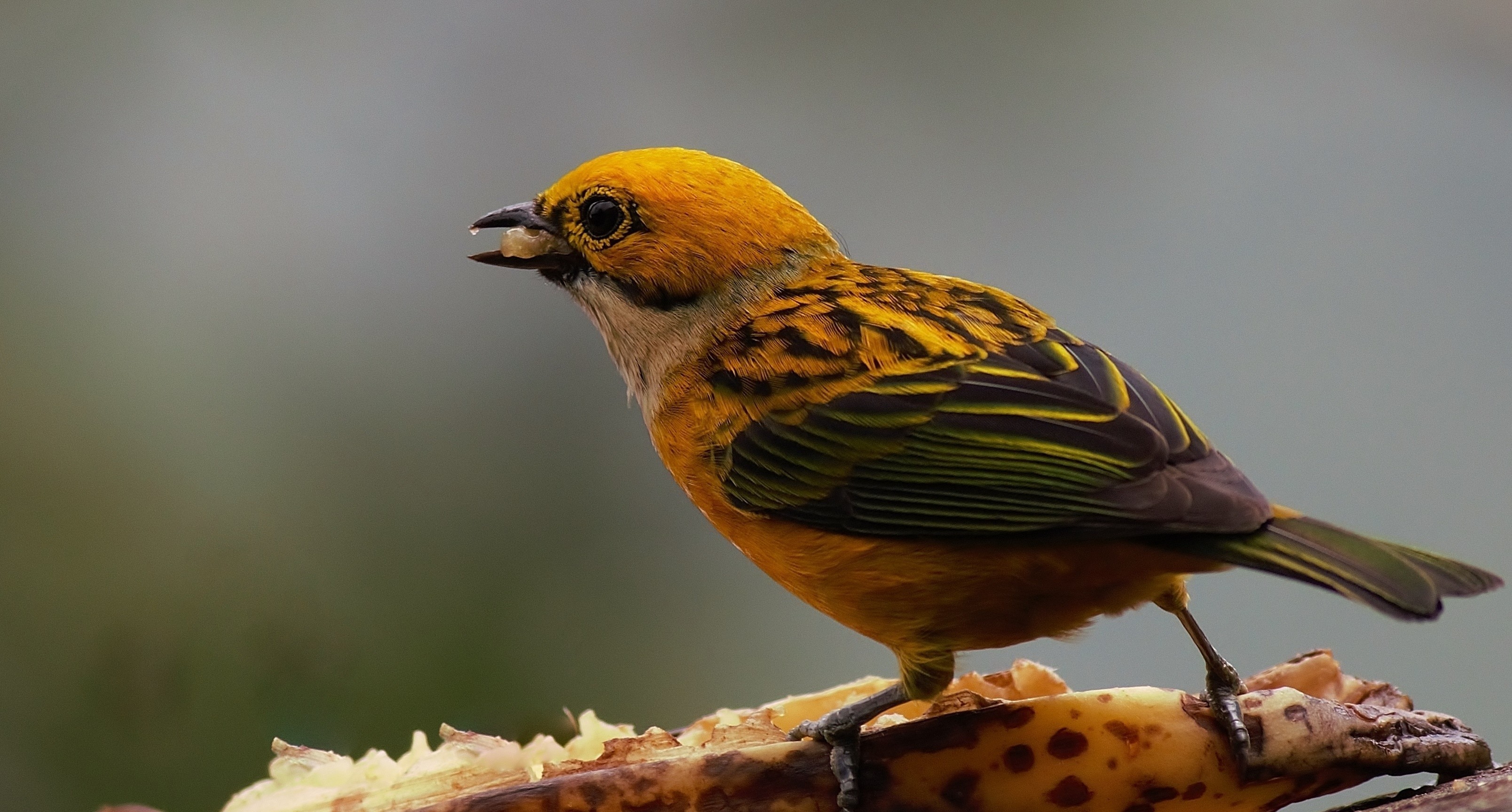 Silver-throated Tanager — Ana fotoğraf
