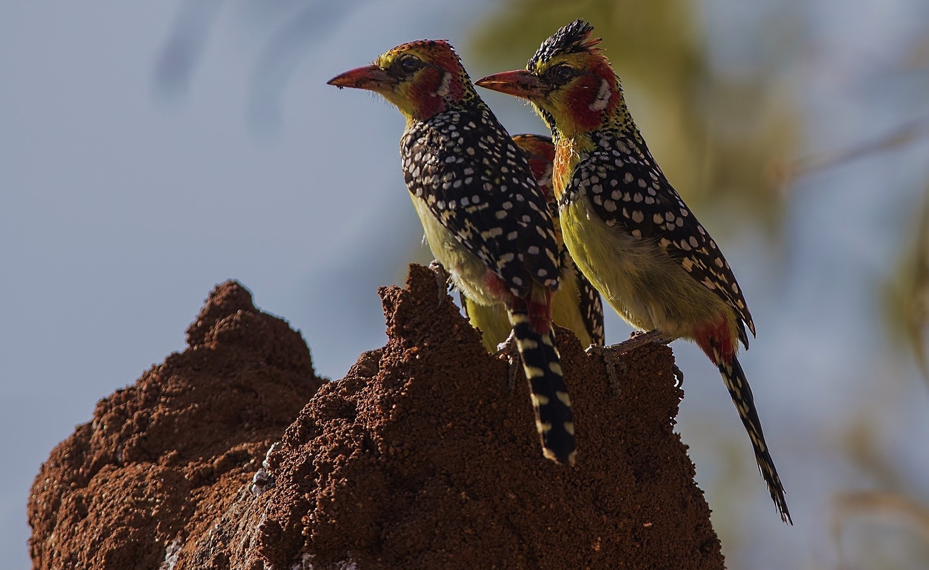 Red-and-yellow Barbet — Ana fotoğraf