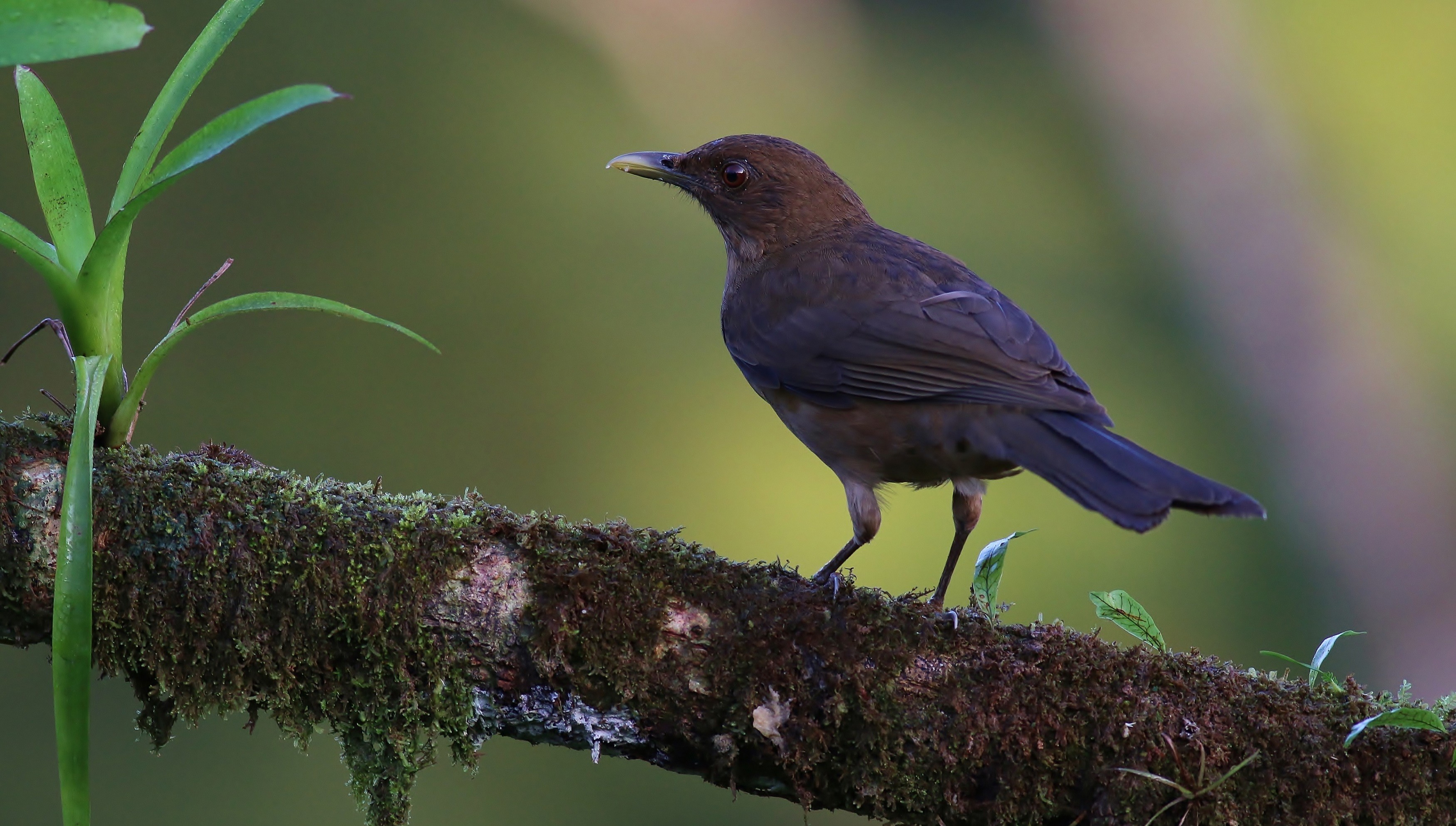 Clay-coloured Thrush