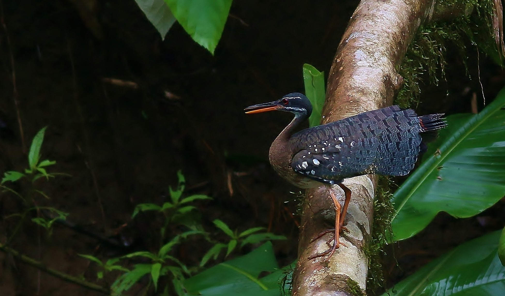 Sunbittern