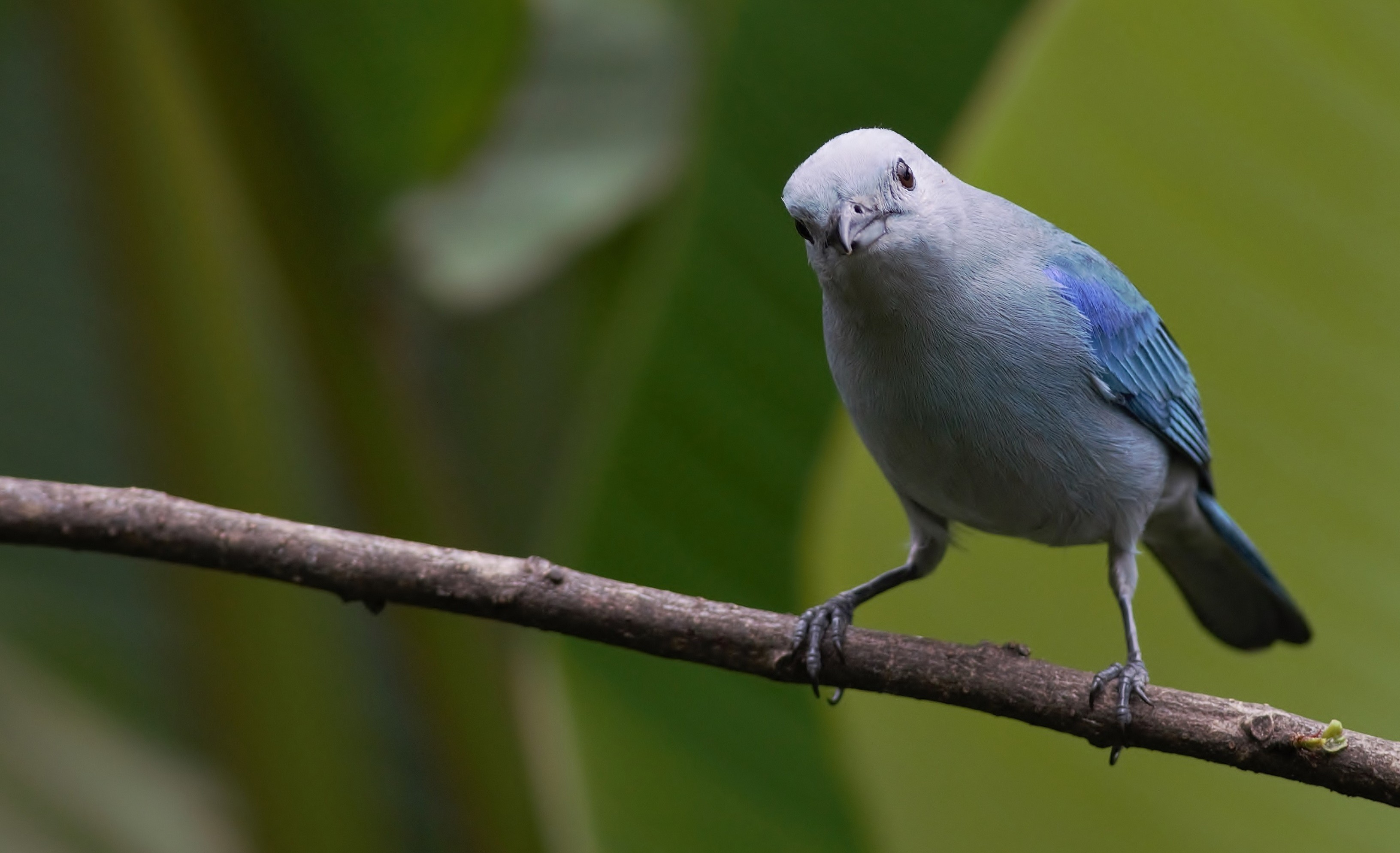 Blue-grey Tanager