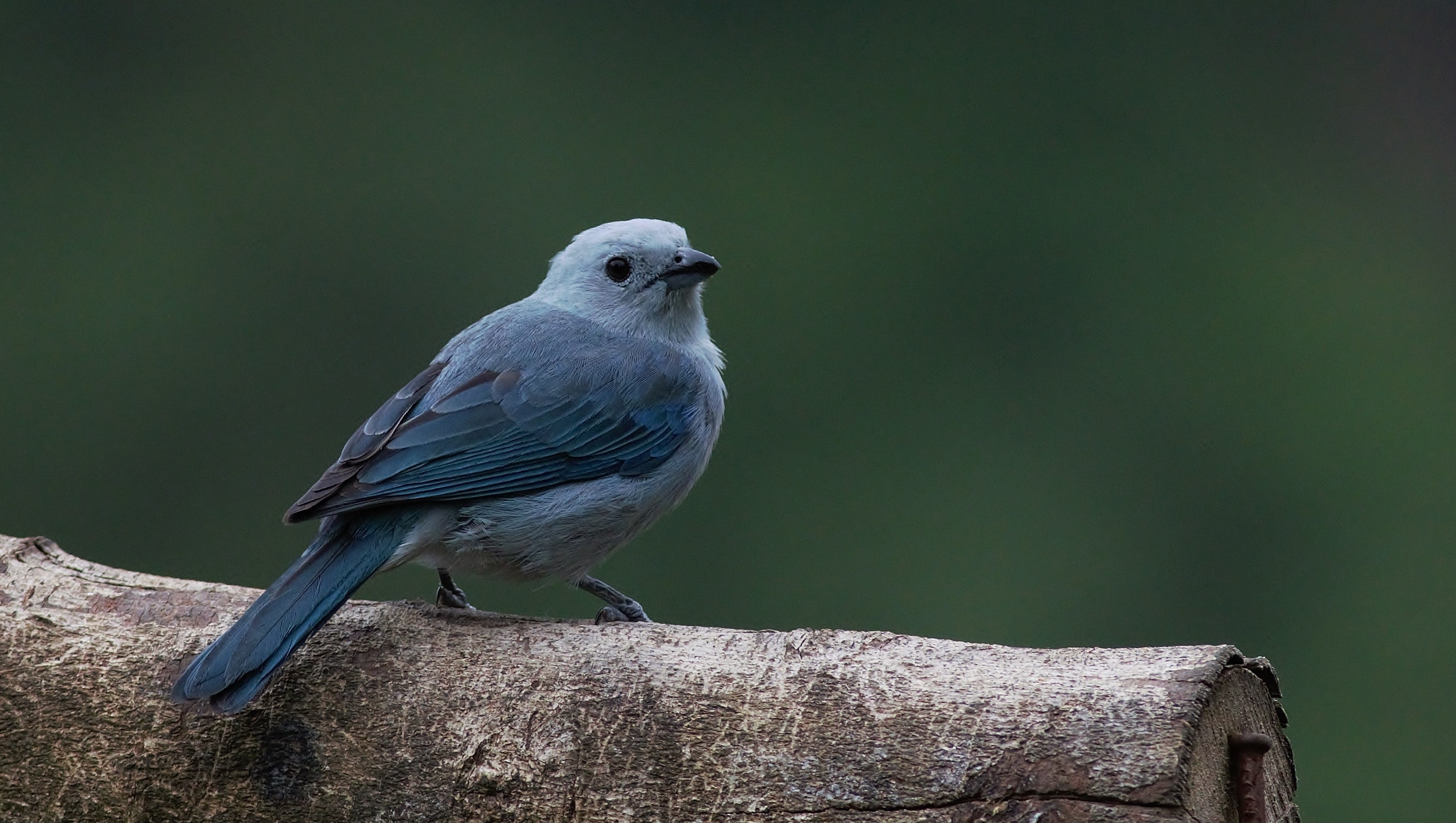 Blue-grey Tanager