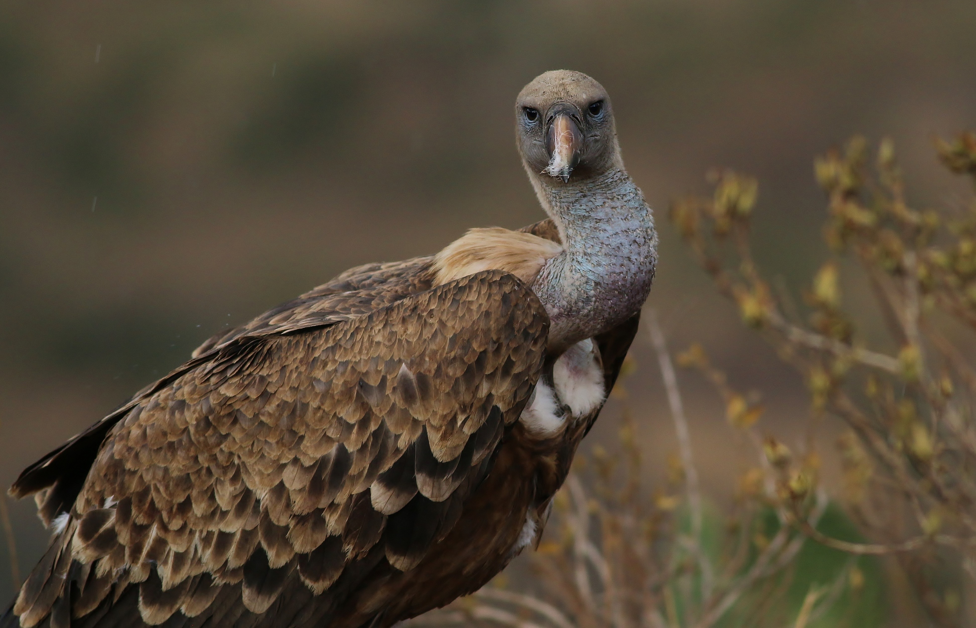 Rüppell's Vulture — Ana fotoğraf