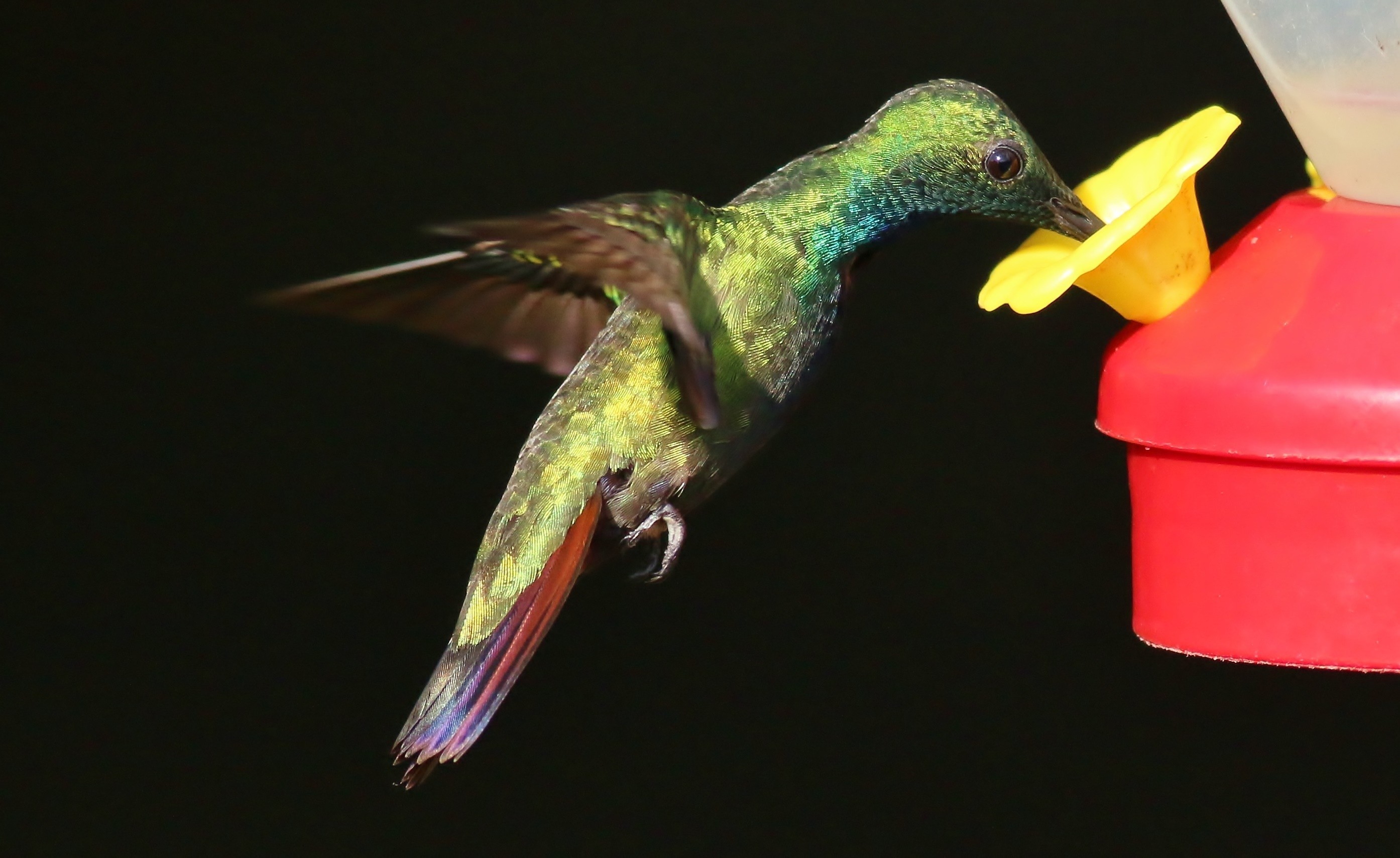 Green-breasted Mango — Ana fotoğraf
