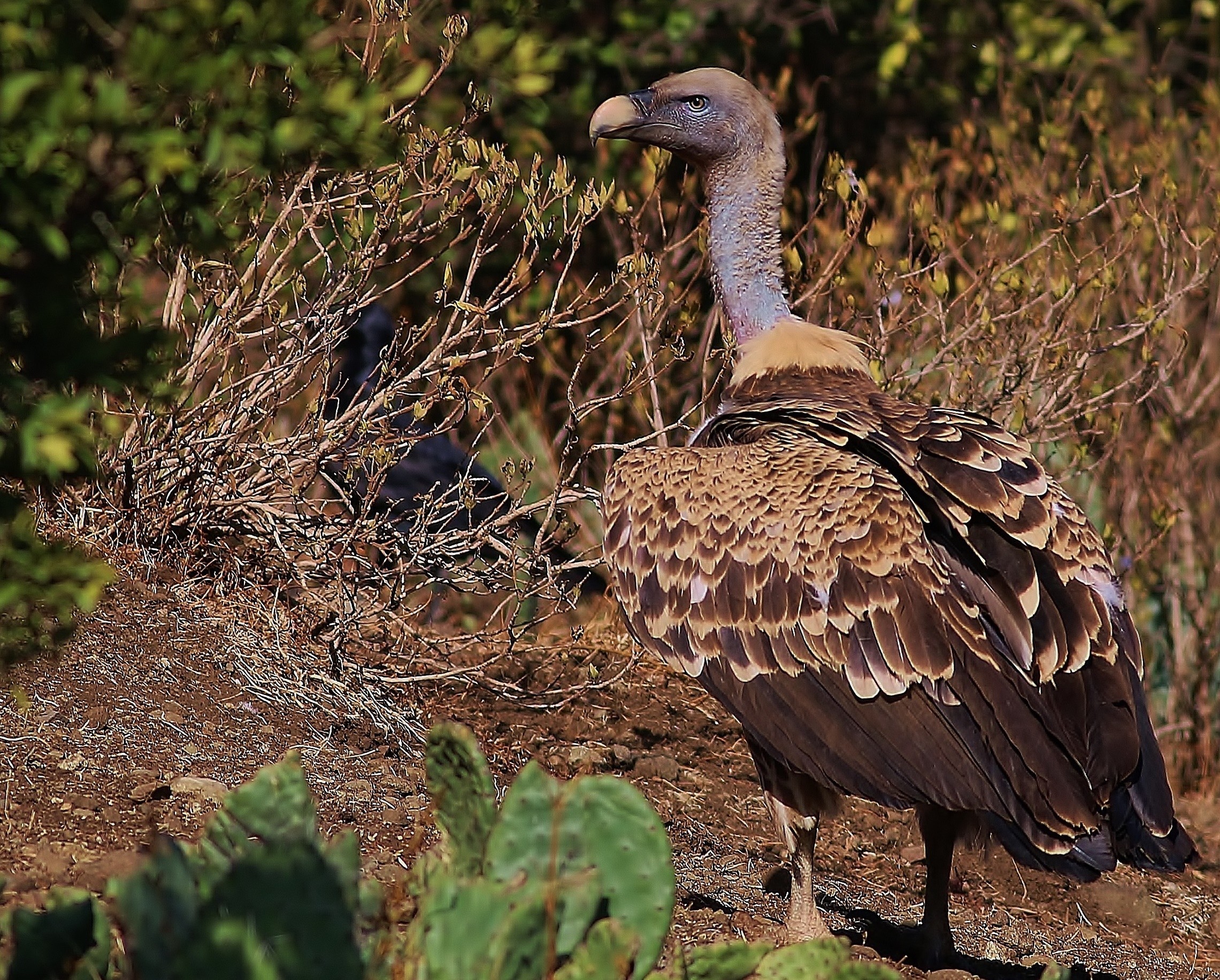 Rüppell's Vulture