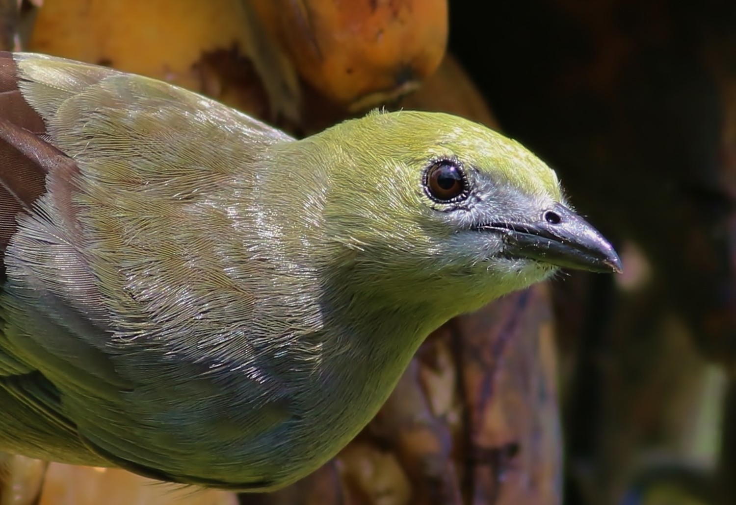 Palm Tanager