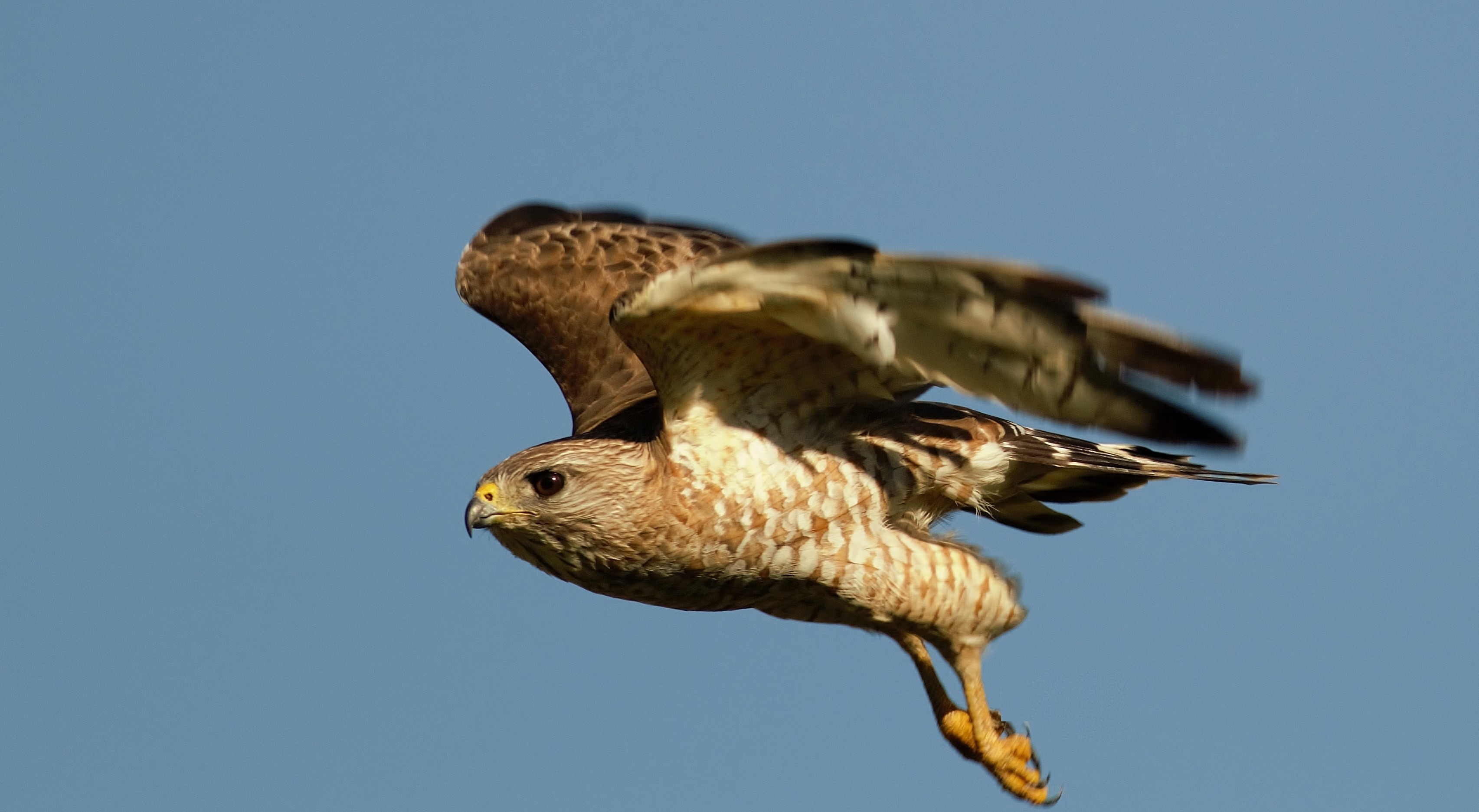 Broad-winged Hawk — Ana fotoğraf