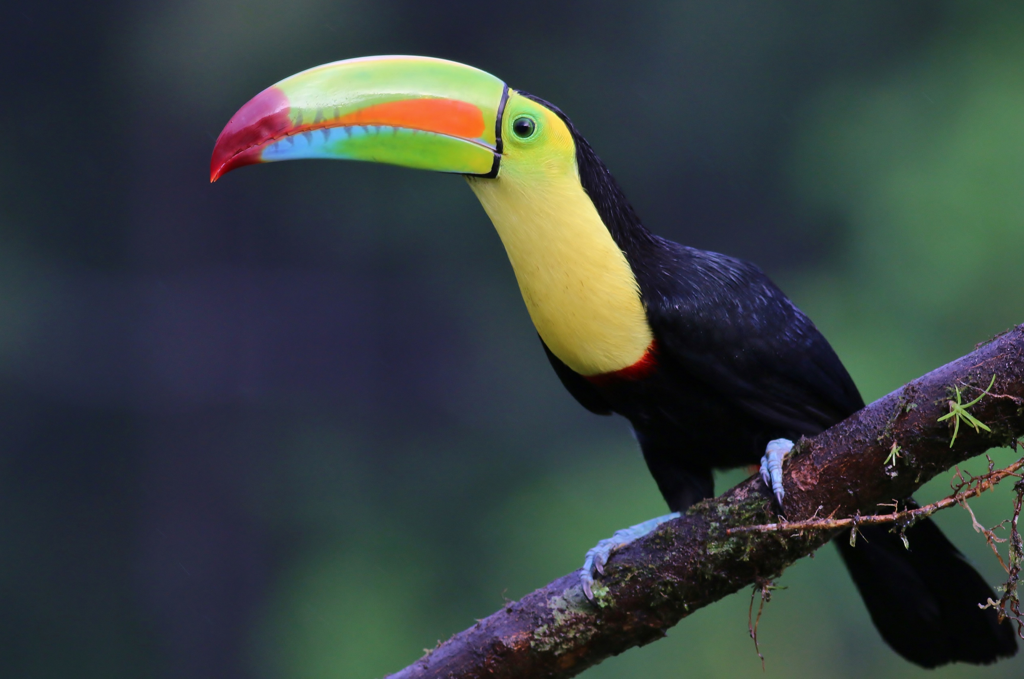 Keel-billed Toucan — Ana fotoğraf