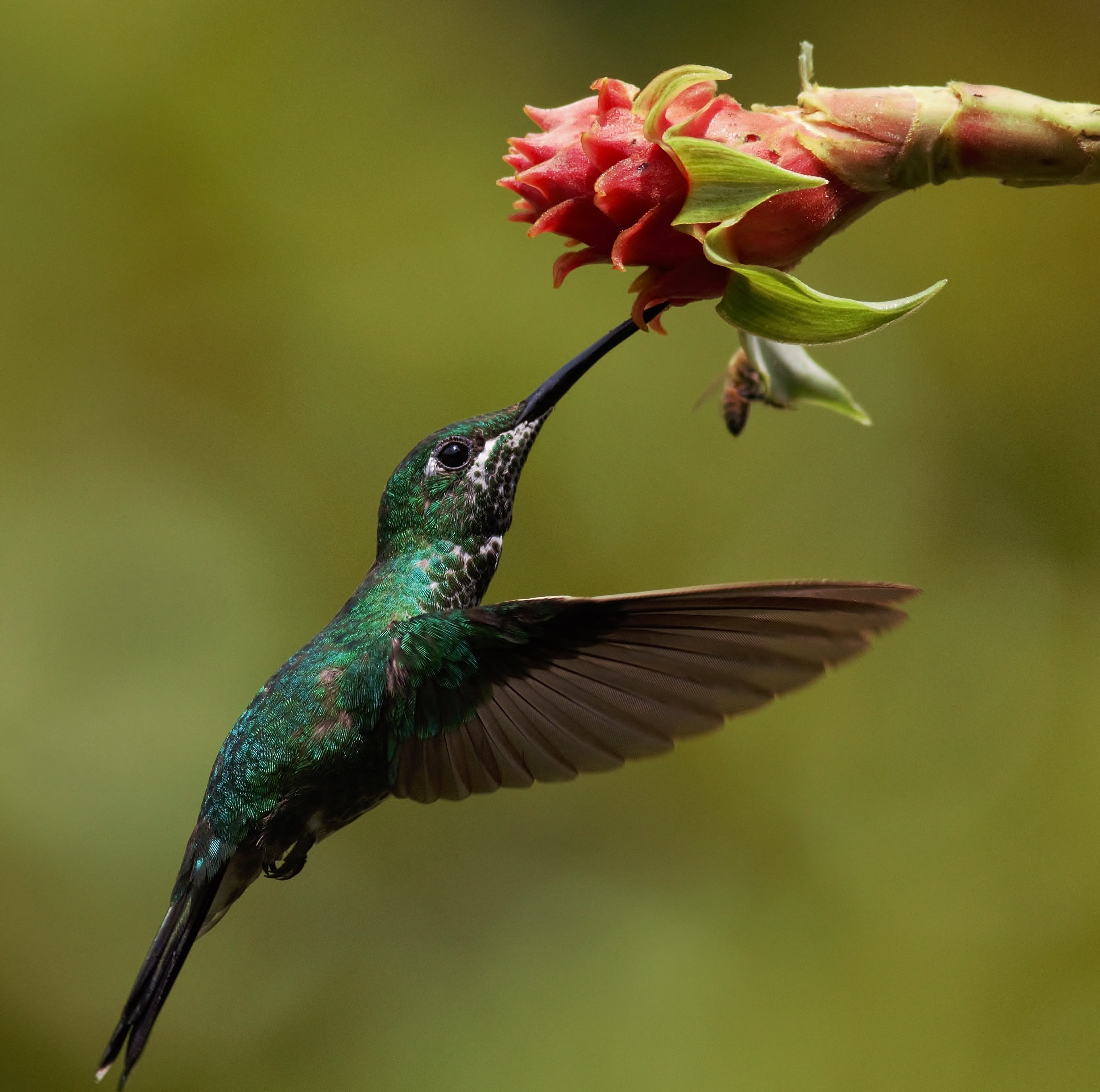 Green-crowned Brilliant — Ana fotoğraf