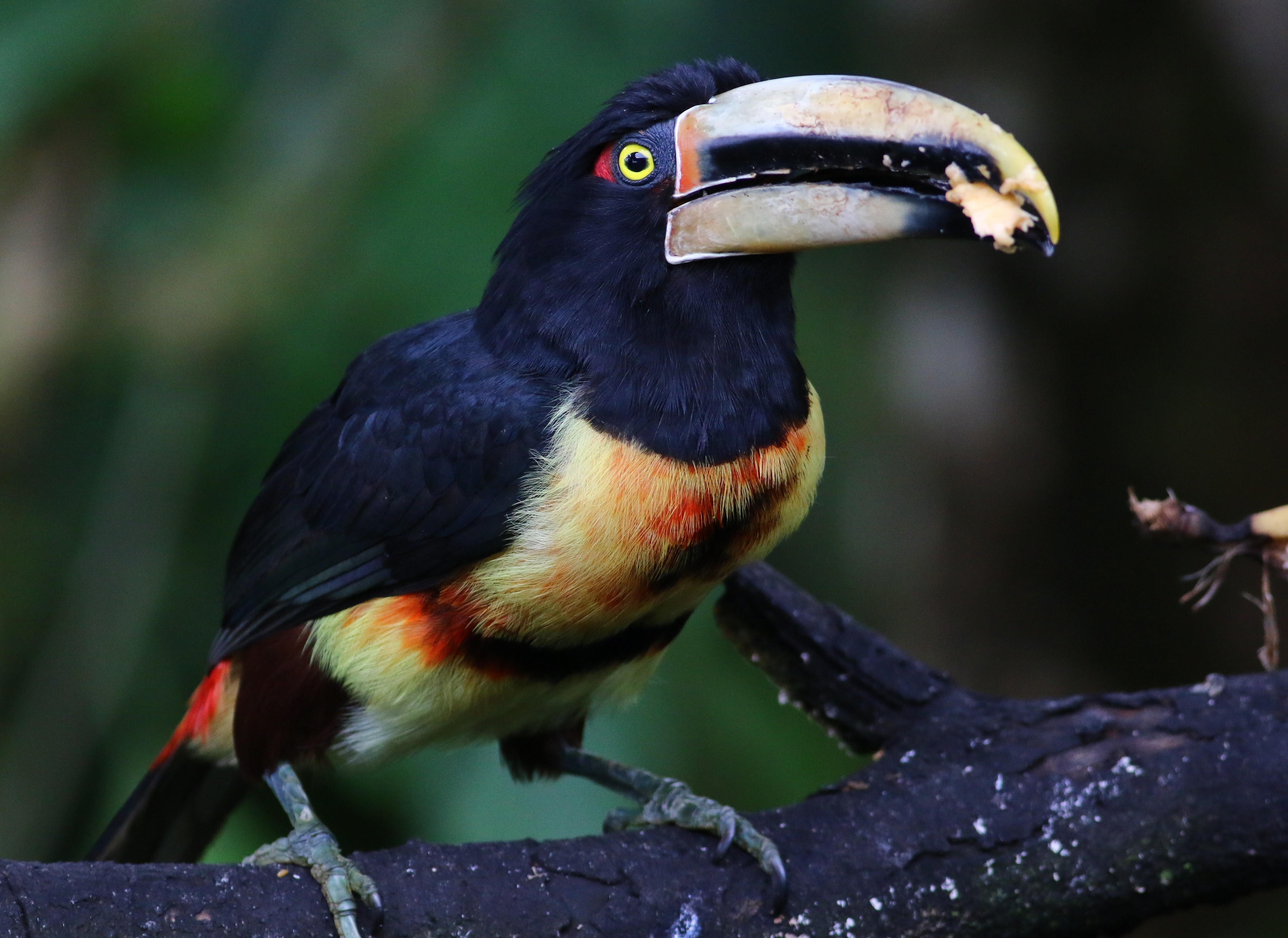 Pale-billed AraÃ§ari