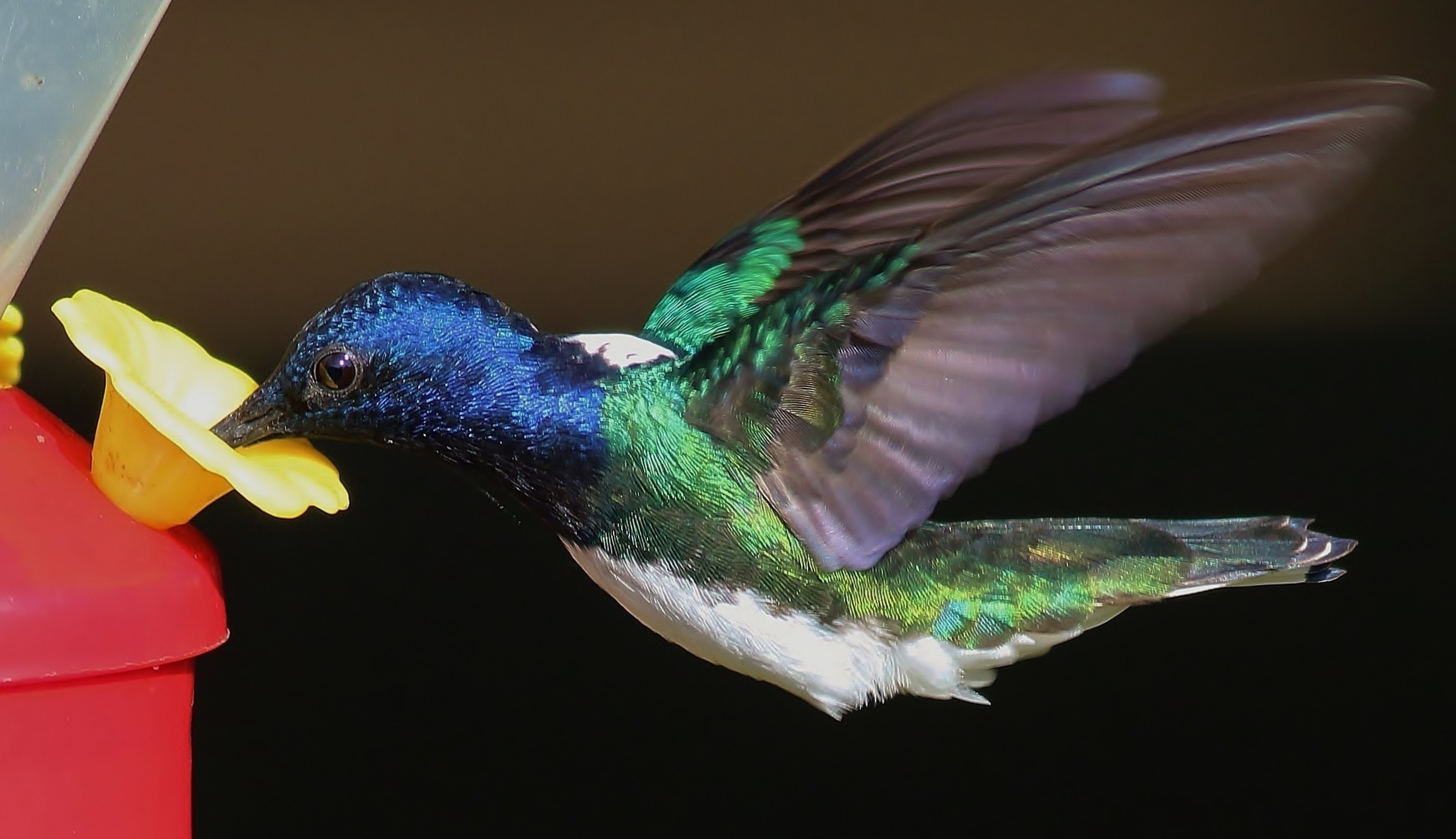 White-necked Jacobin