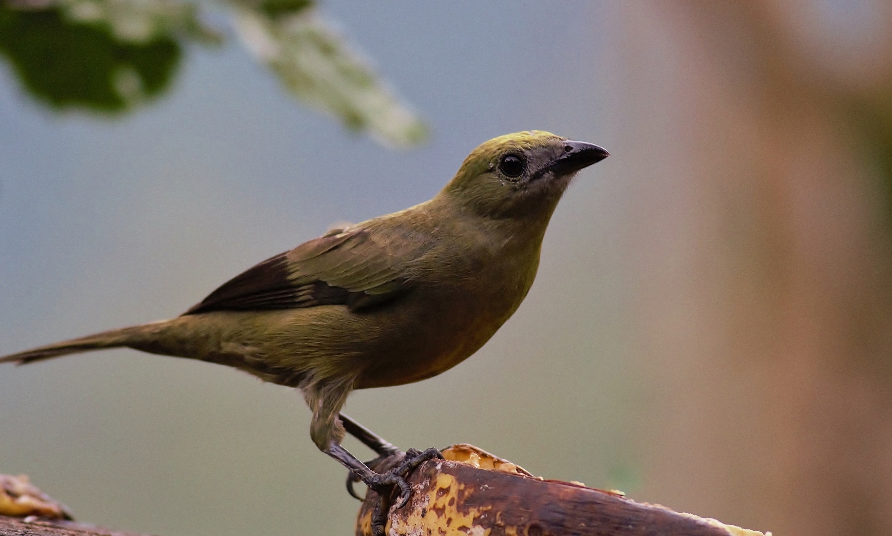 Palm Tanager