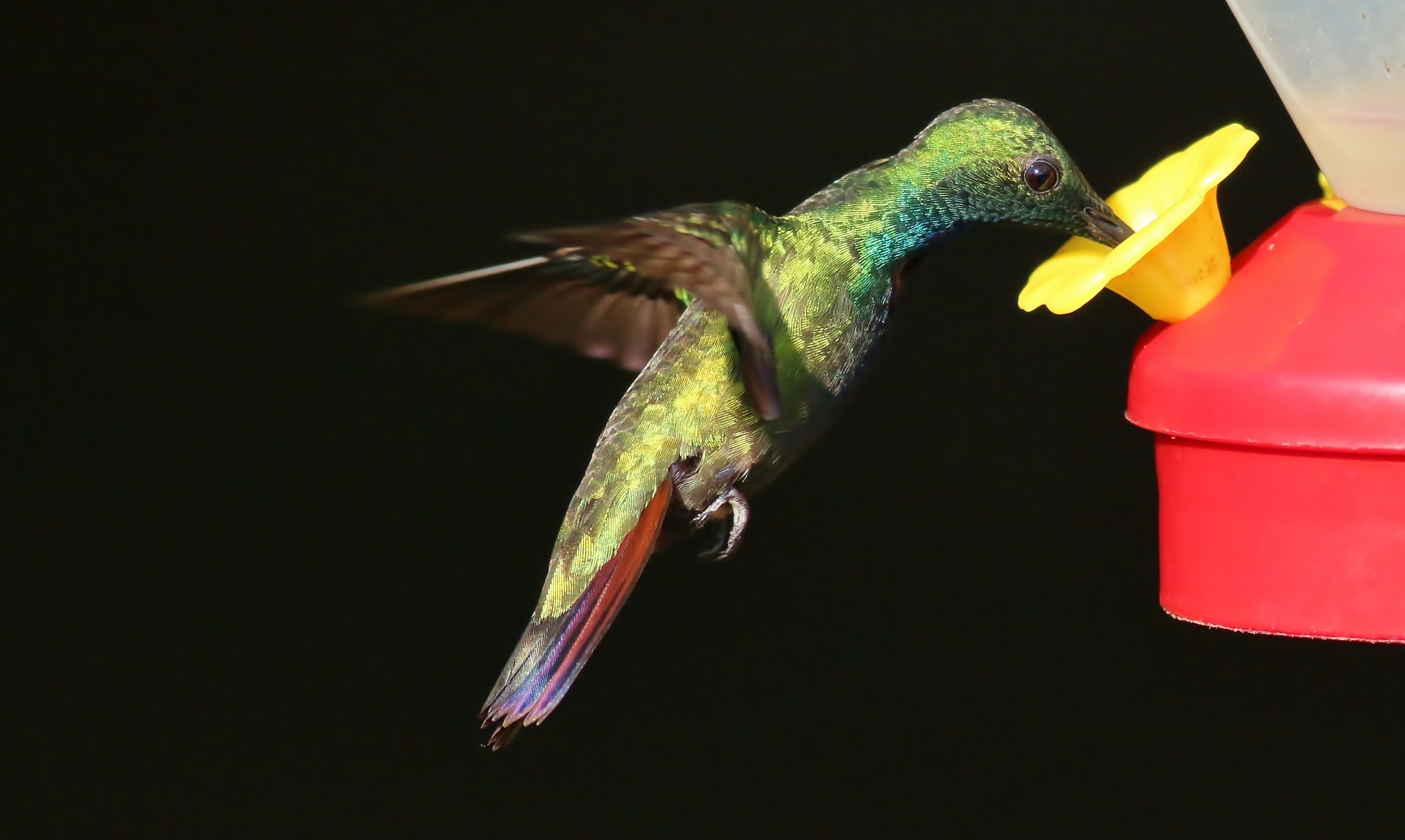 Green-breasted Mango