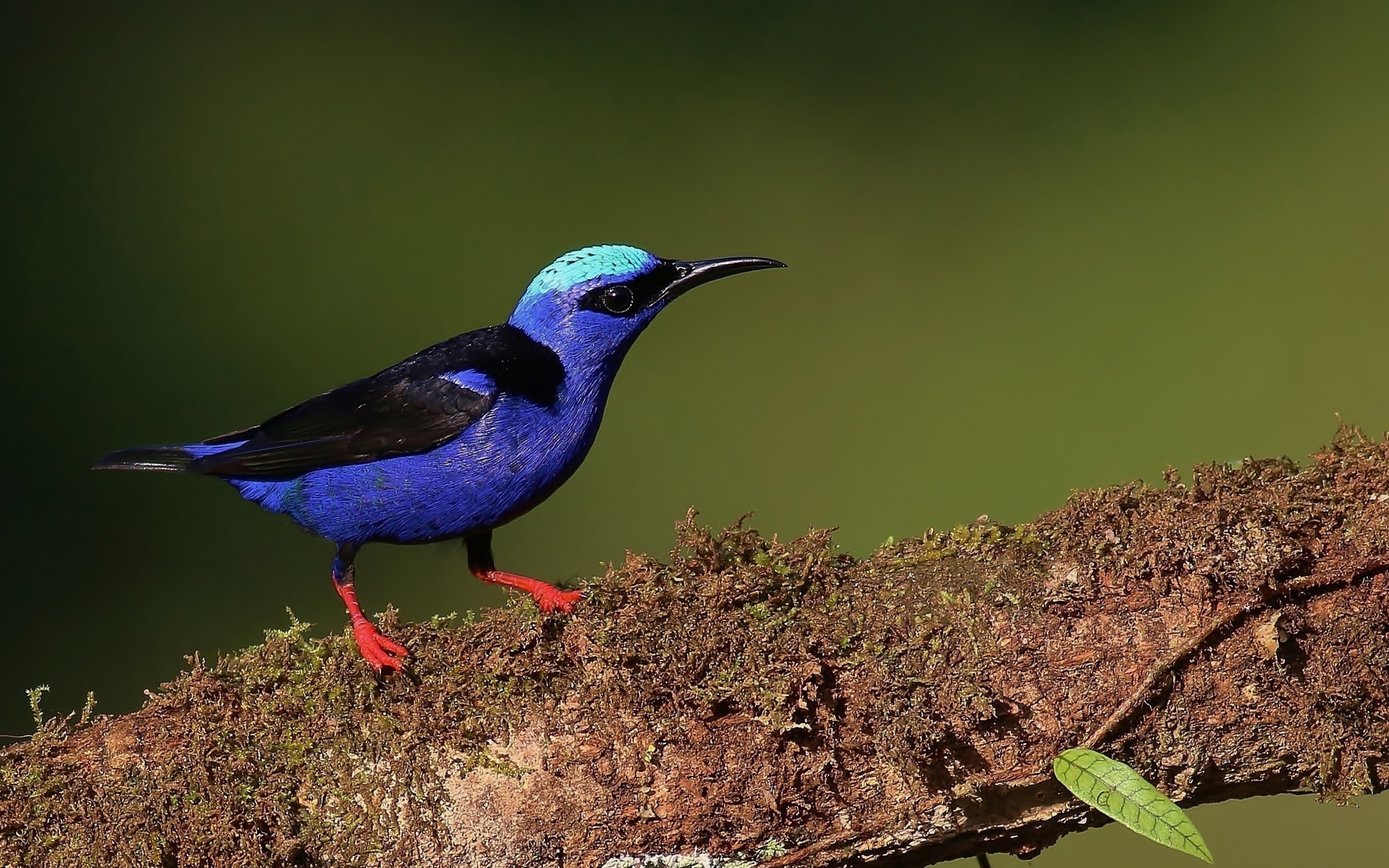 Red-legged Honeycreeper