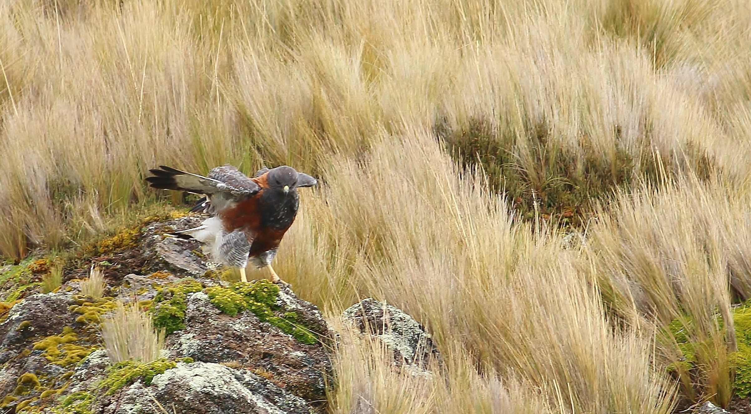 Variable Hawk