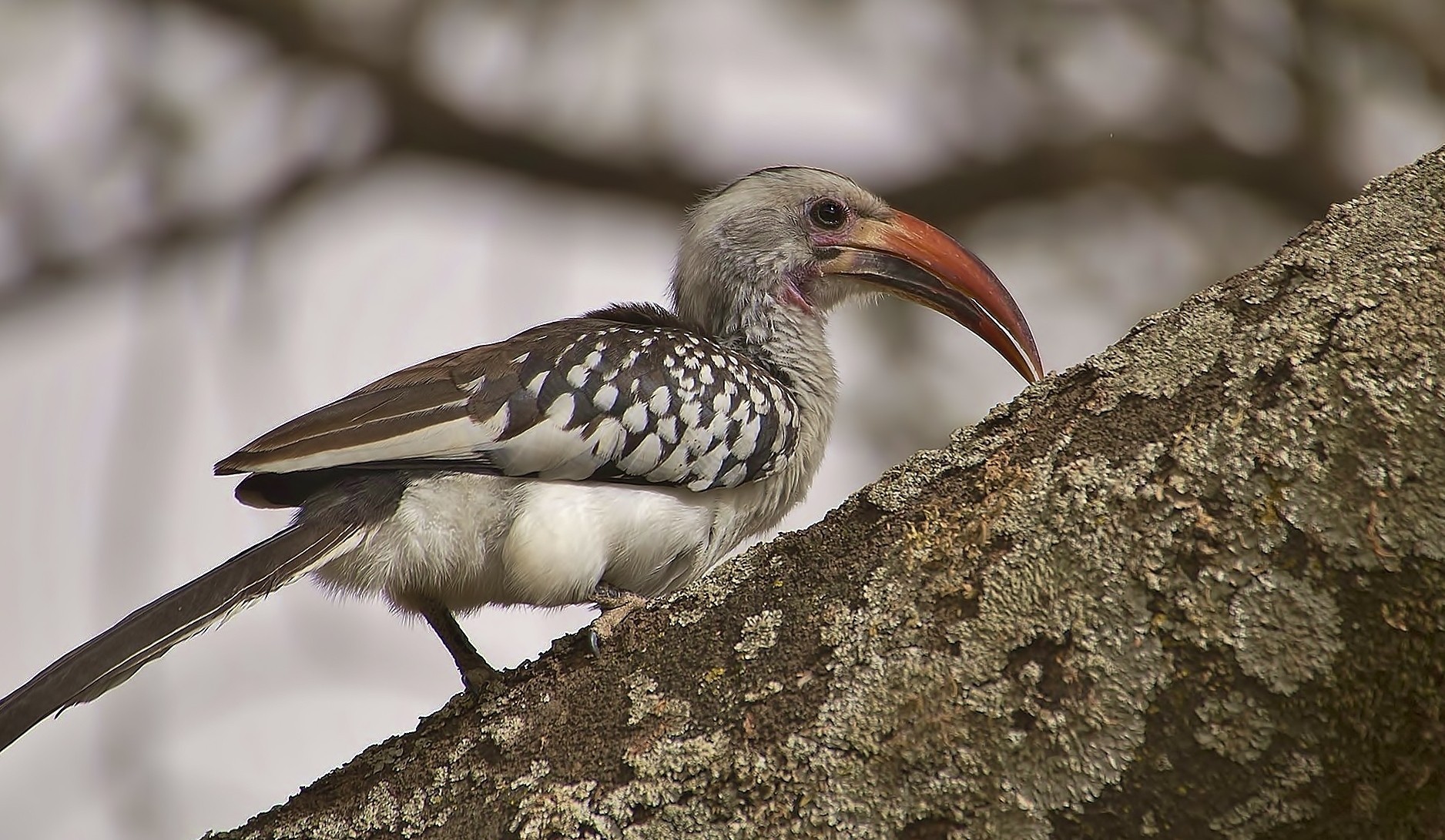 Red-billed Hornbill