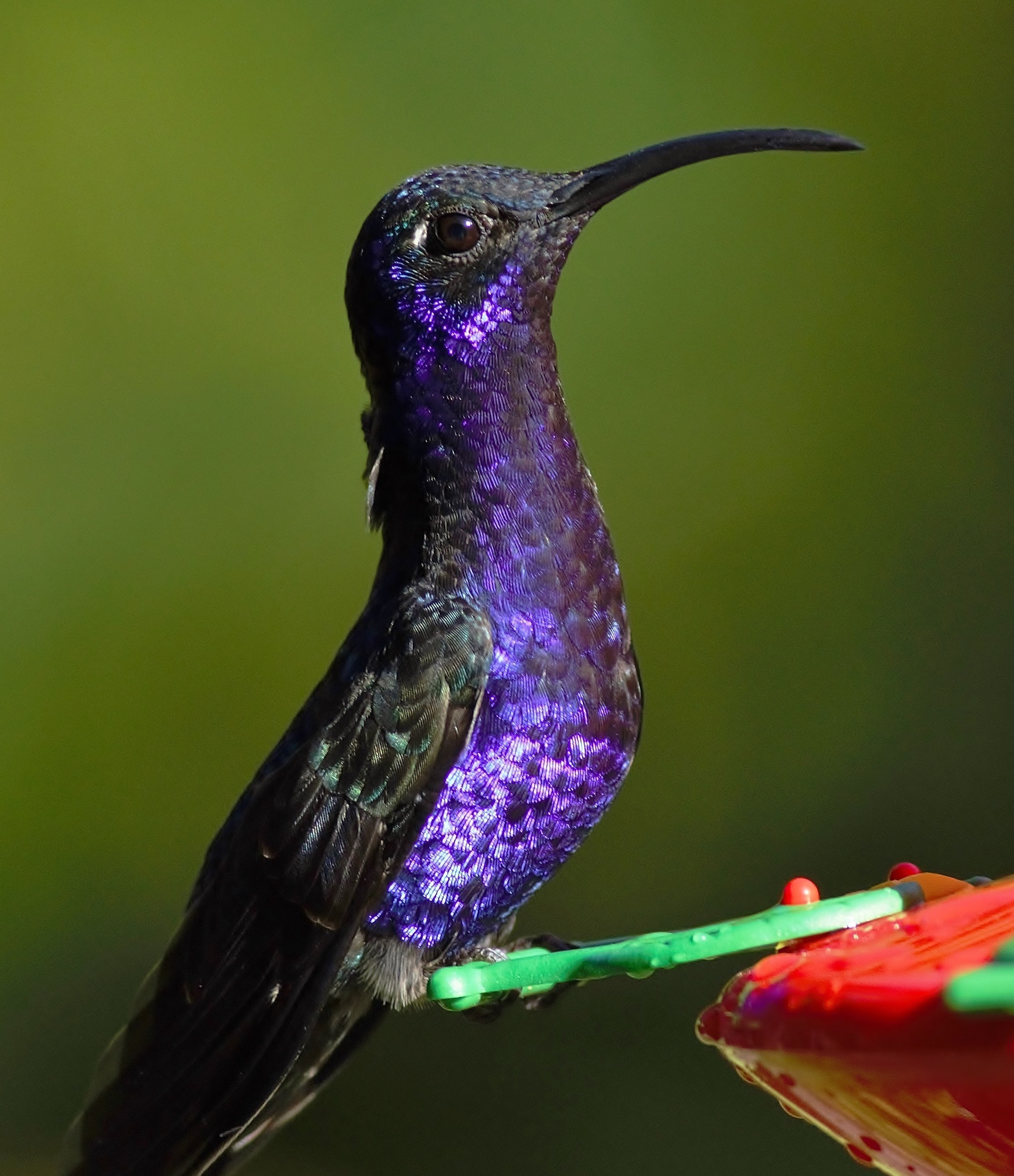 Violet Sabrewing