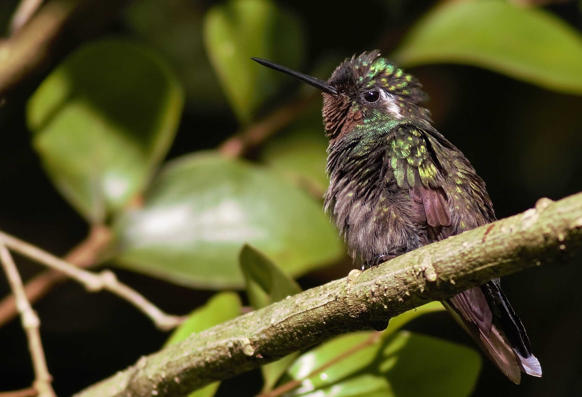 Purple-throated Mountain-gem — Ana fotoğraf