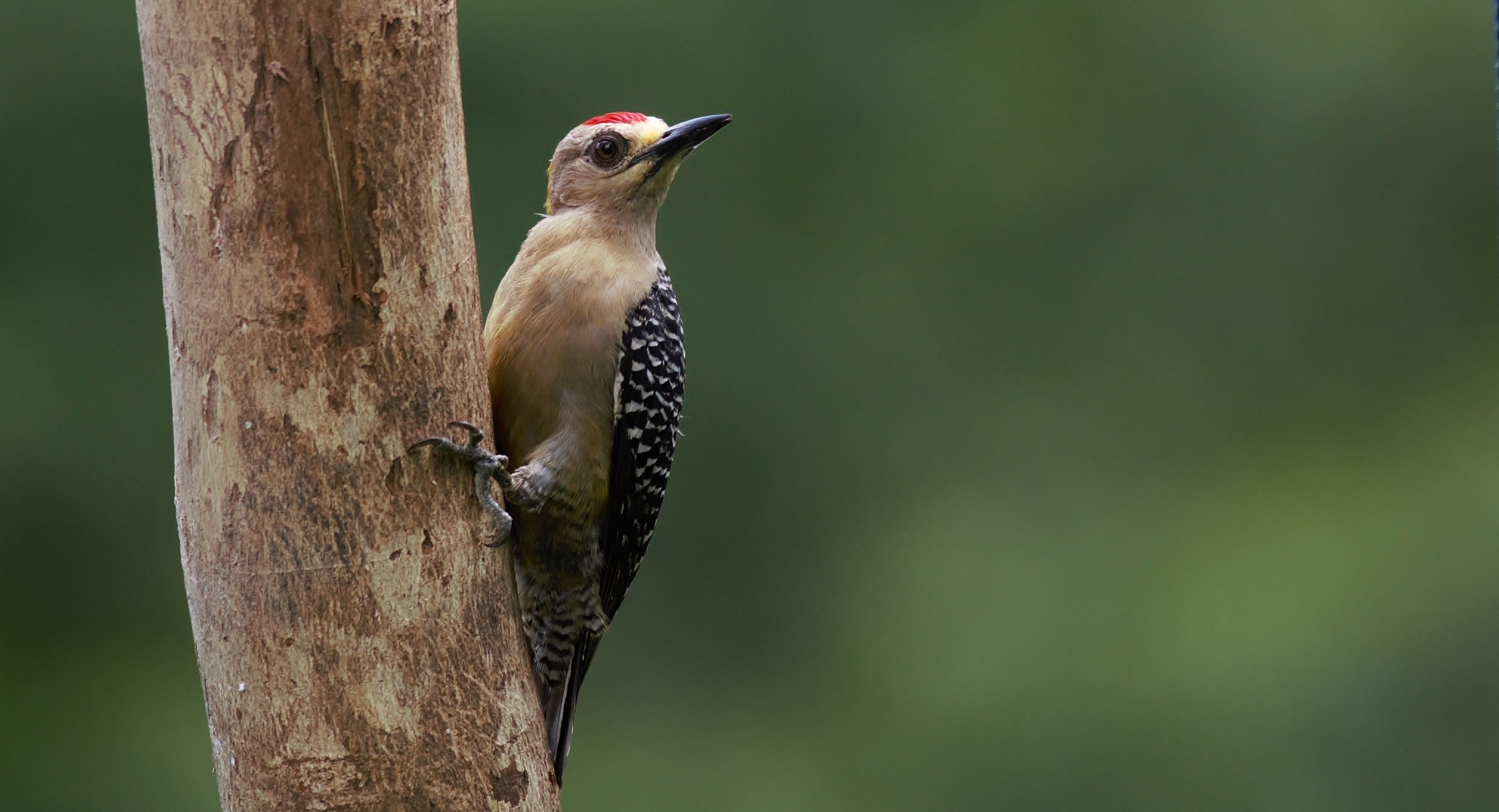 Hoffmann's Woodpecker