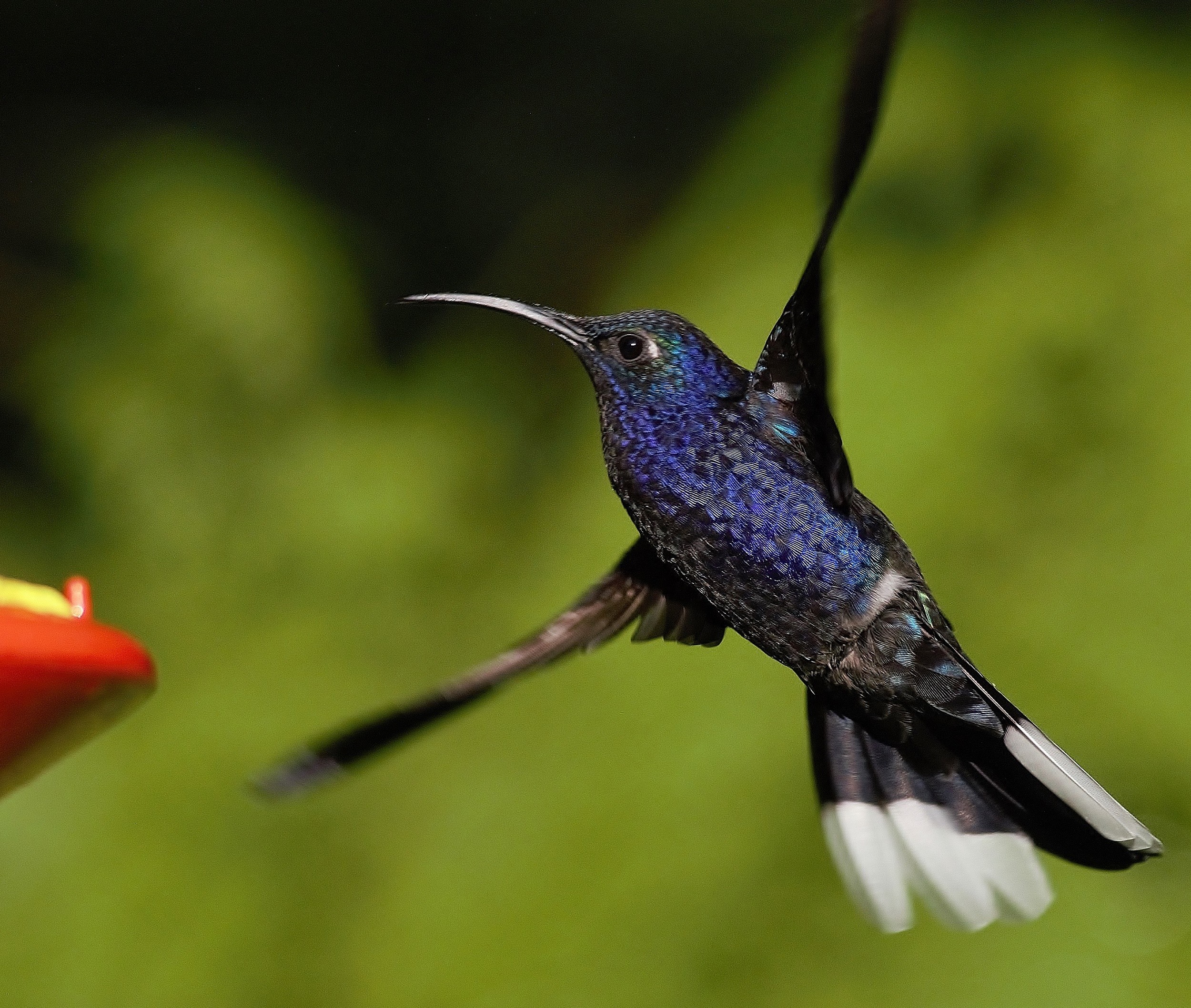 Violet Sabrewing