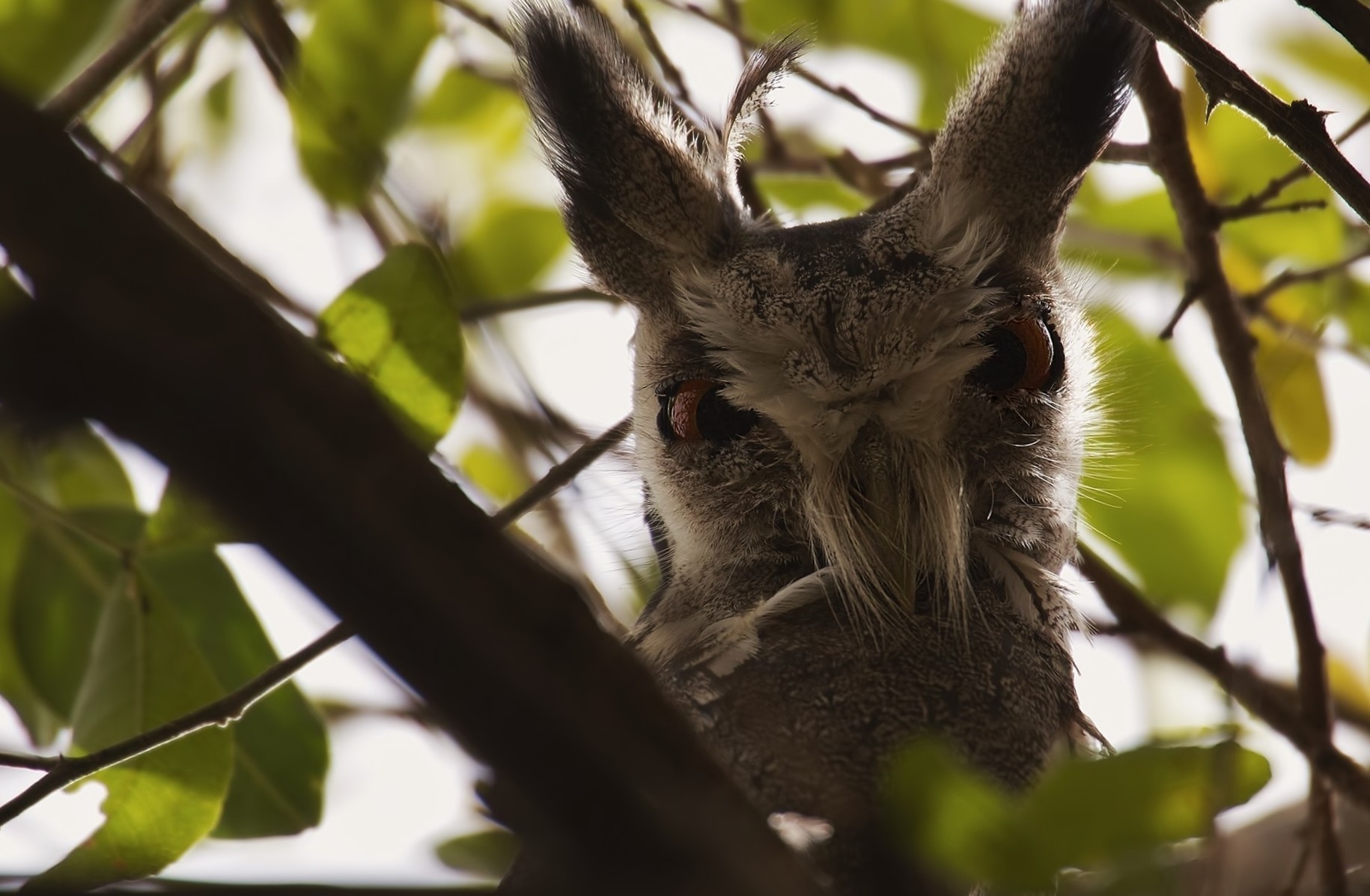 Northern White-faced Owl