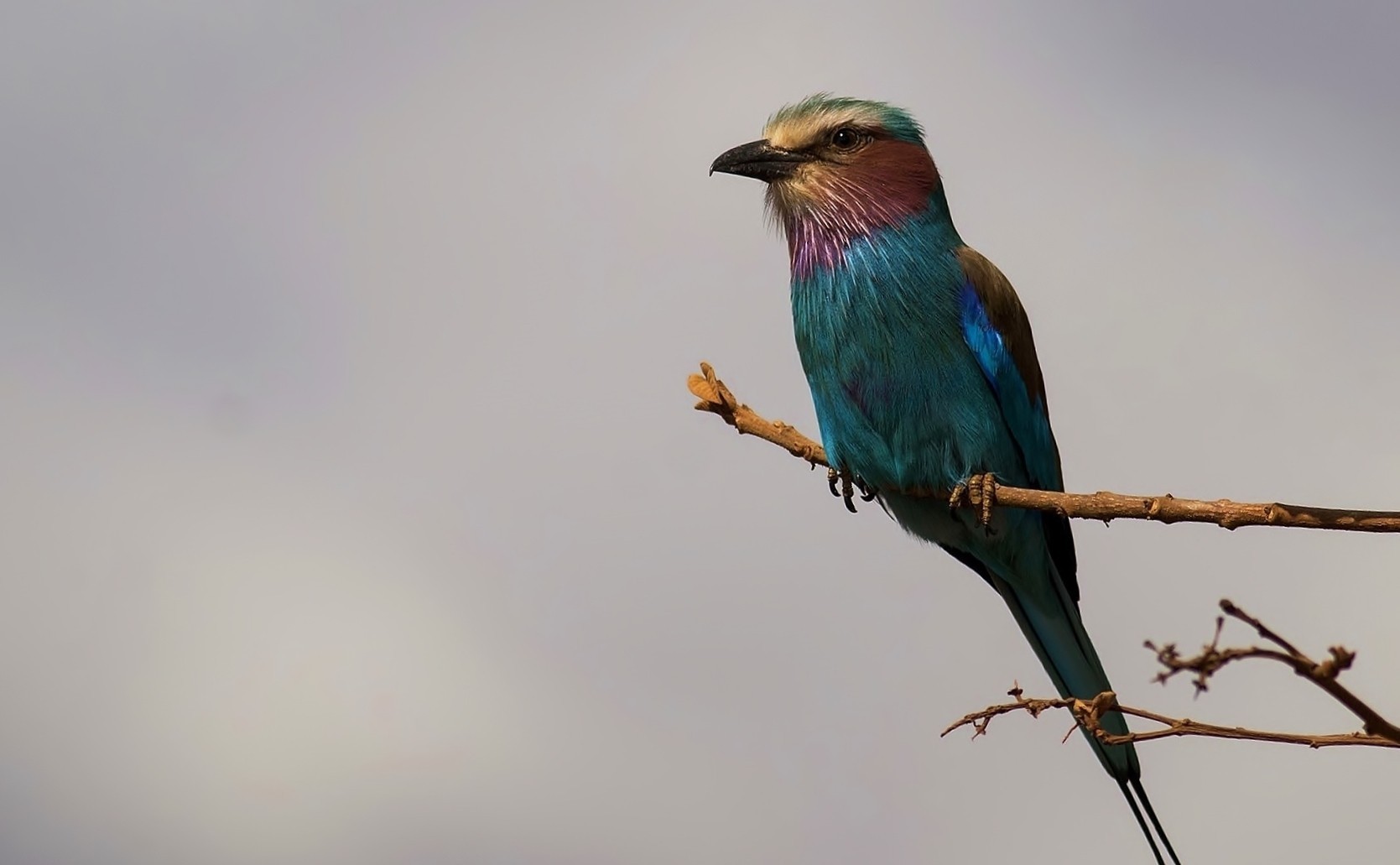 Lilac-breasted Roller — Ana fotoğraf
