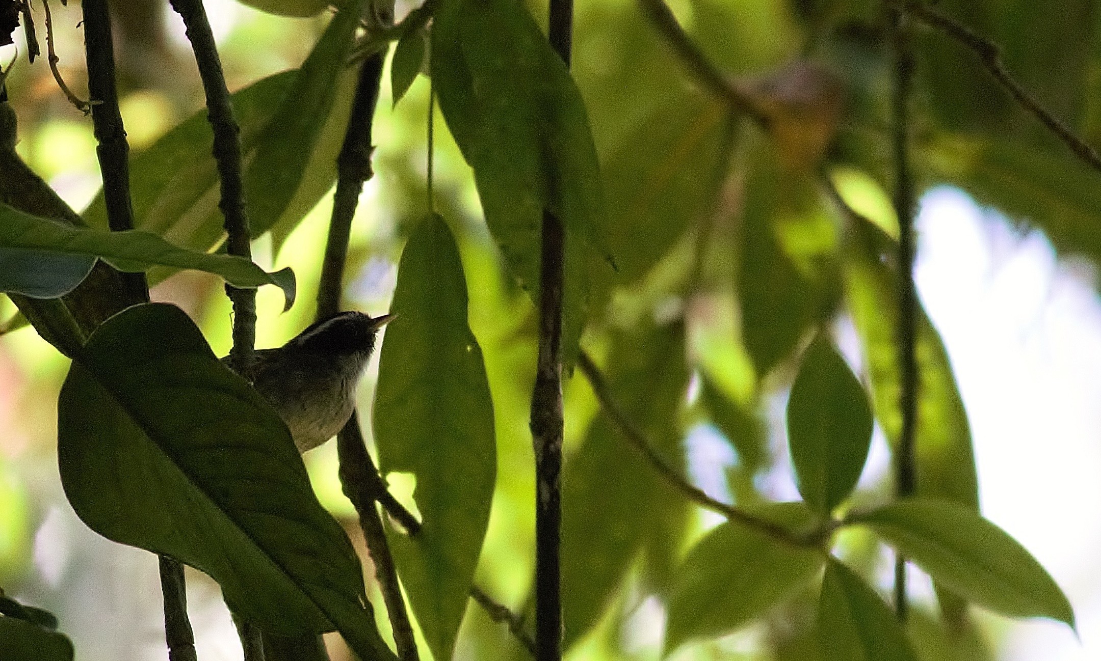 Black-cheeked Warbler