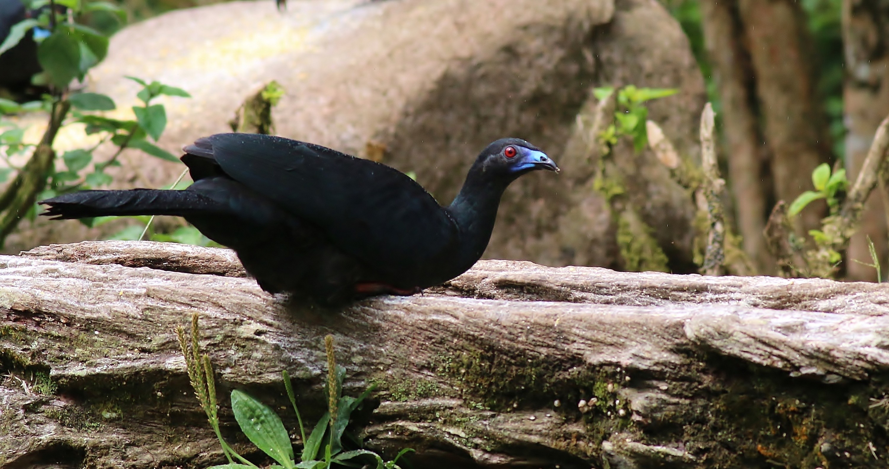 Black Guan