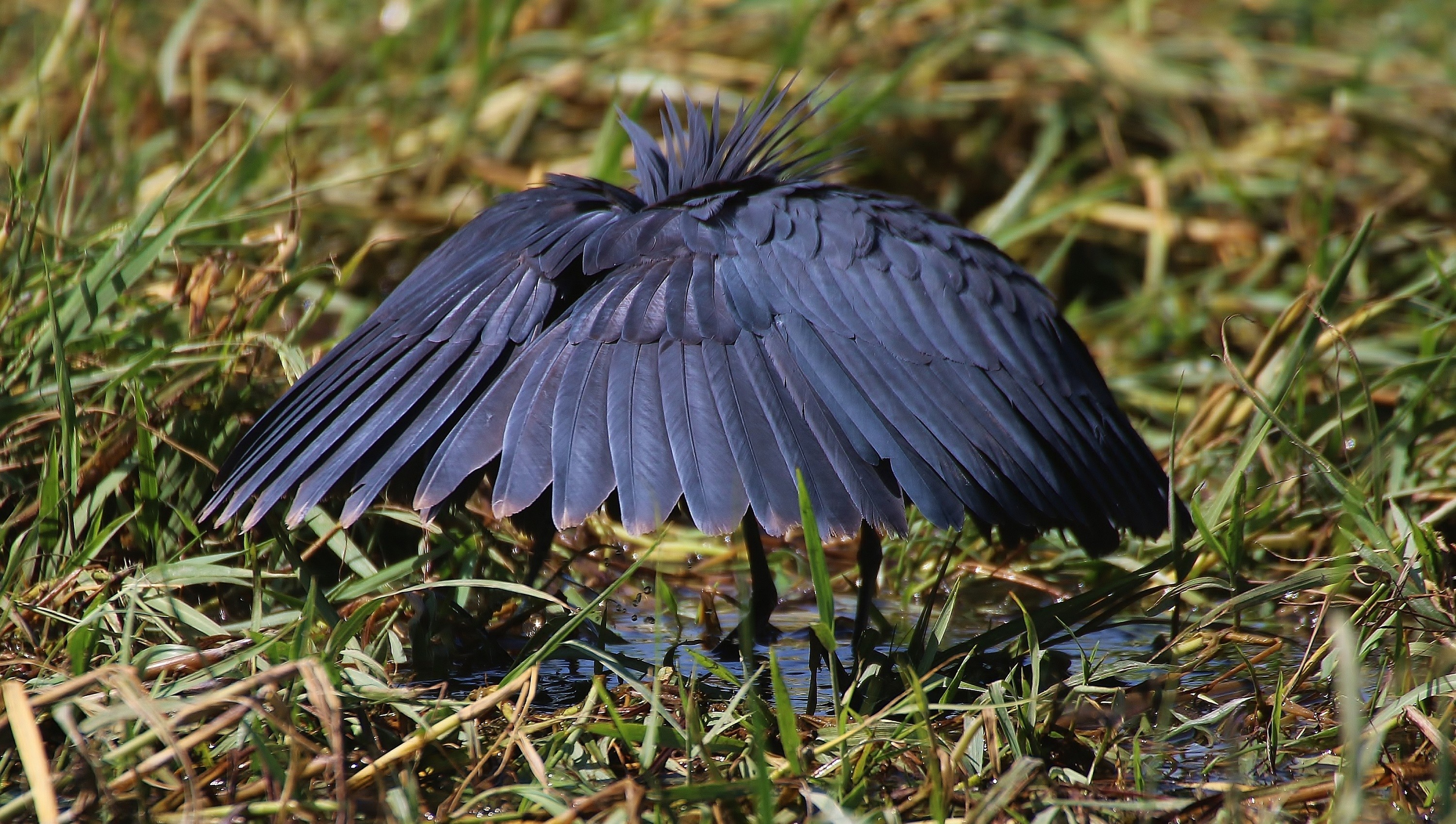 Black Heron