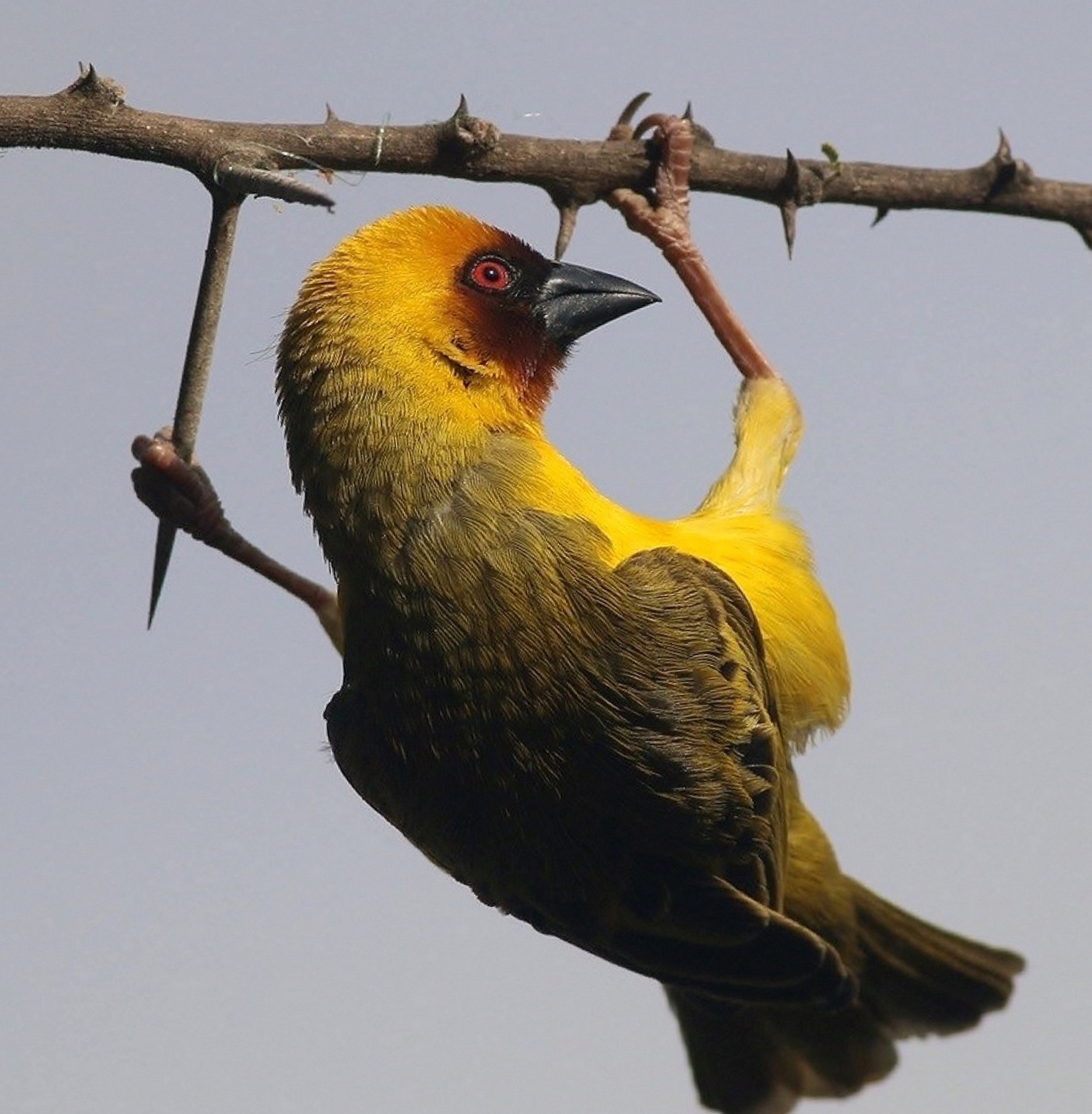 Village Weaver