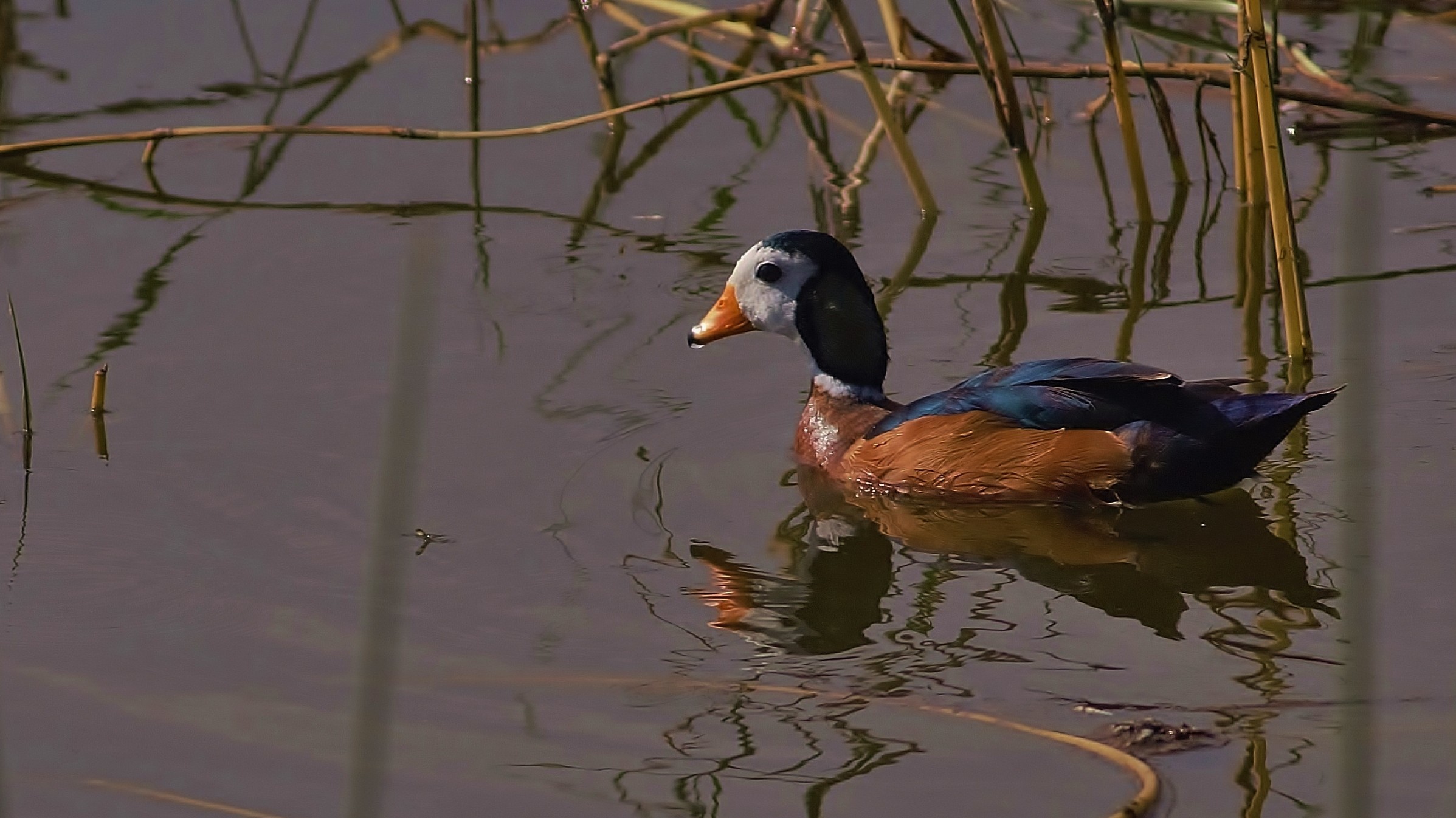 African Pygmy-goose