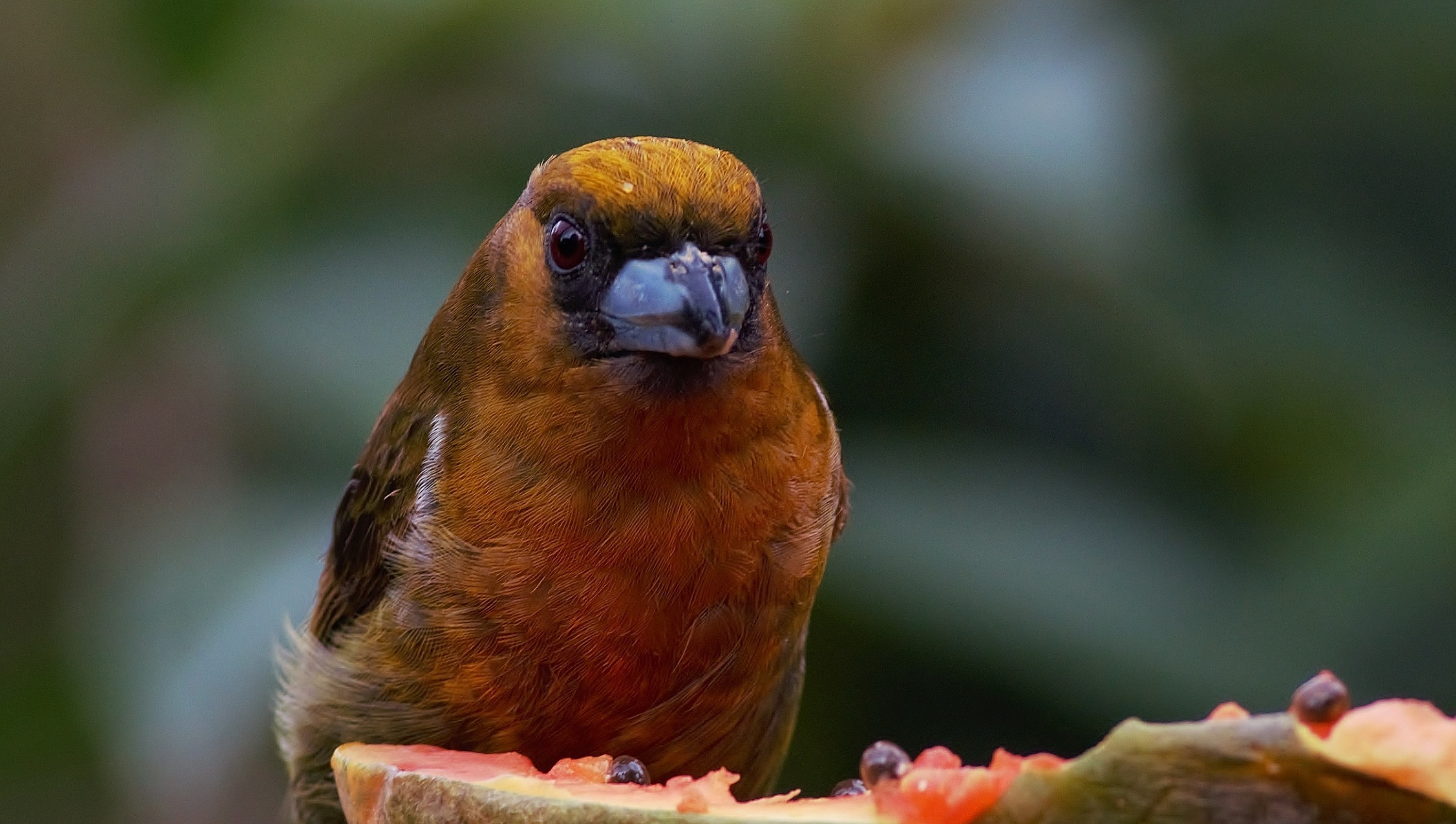 Prong-billed Barbet — Ana fotoğraf