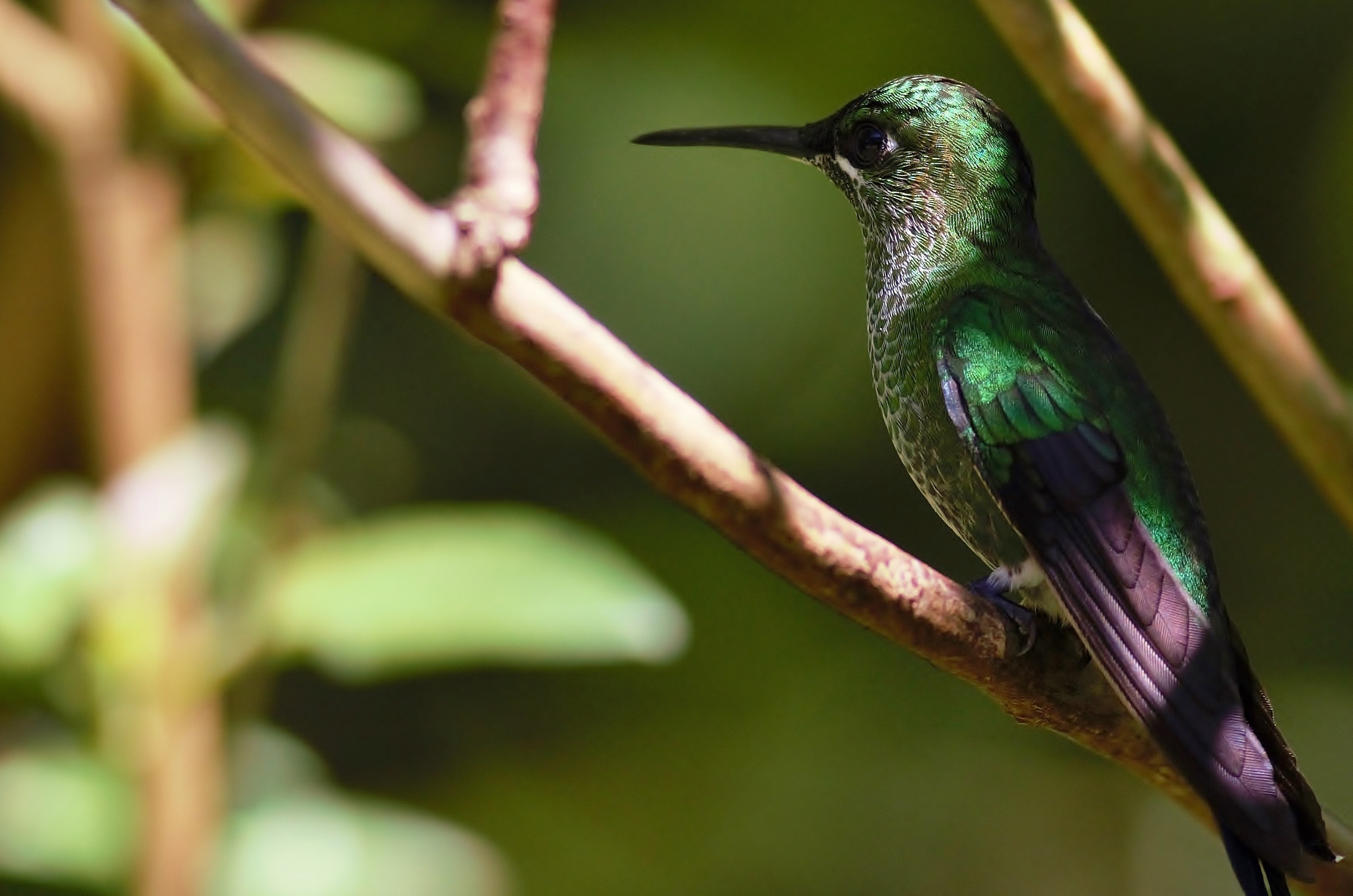 Green-crowned Brilliant