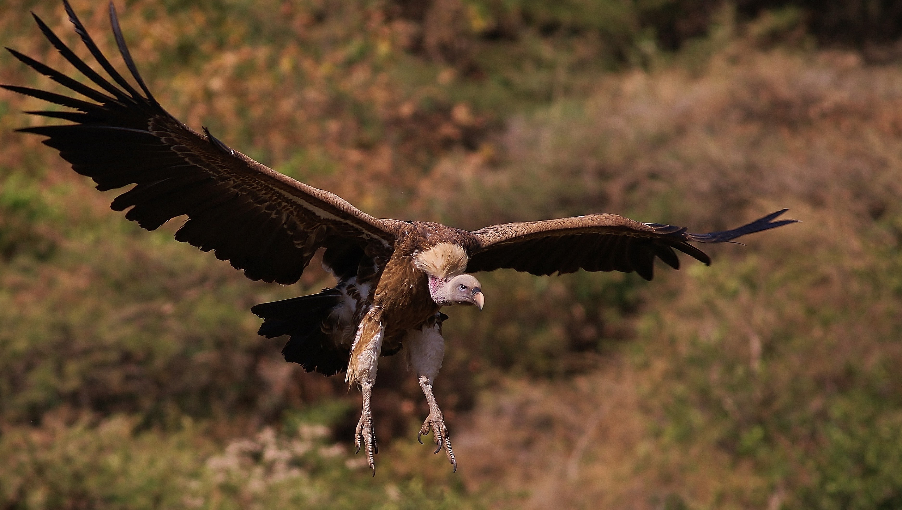 Rüppell's Vulture