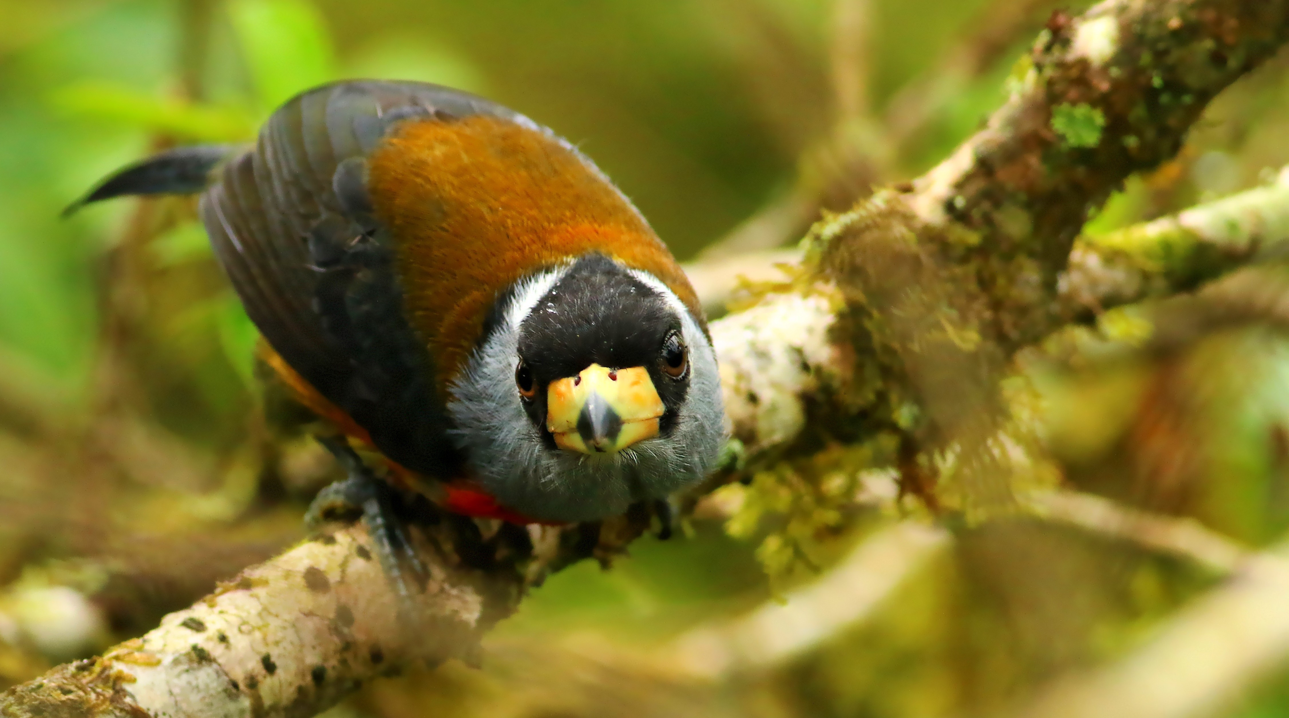 Toucan Barbet — Ana fotoğraf