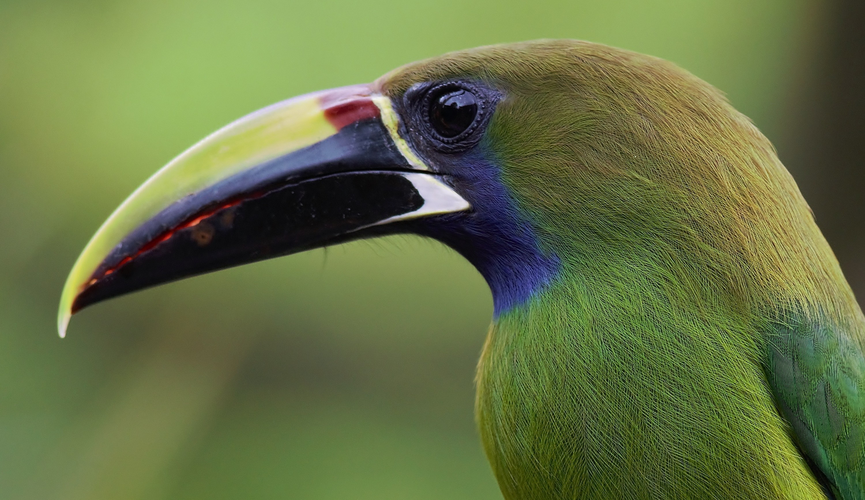 Emerald Toucanet — Ana fotoğraf
