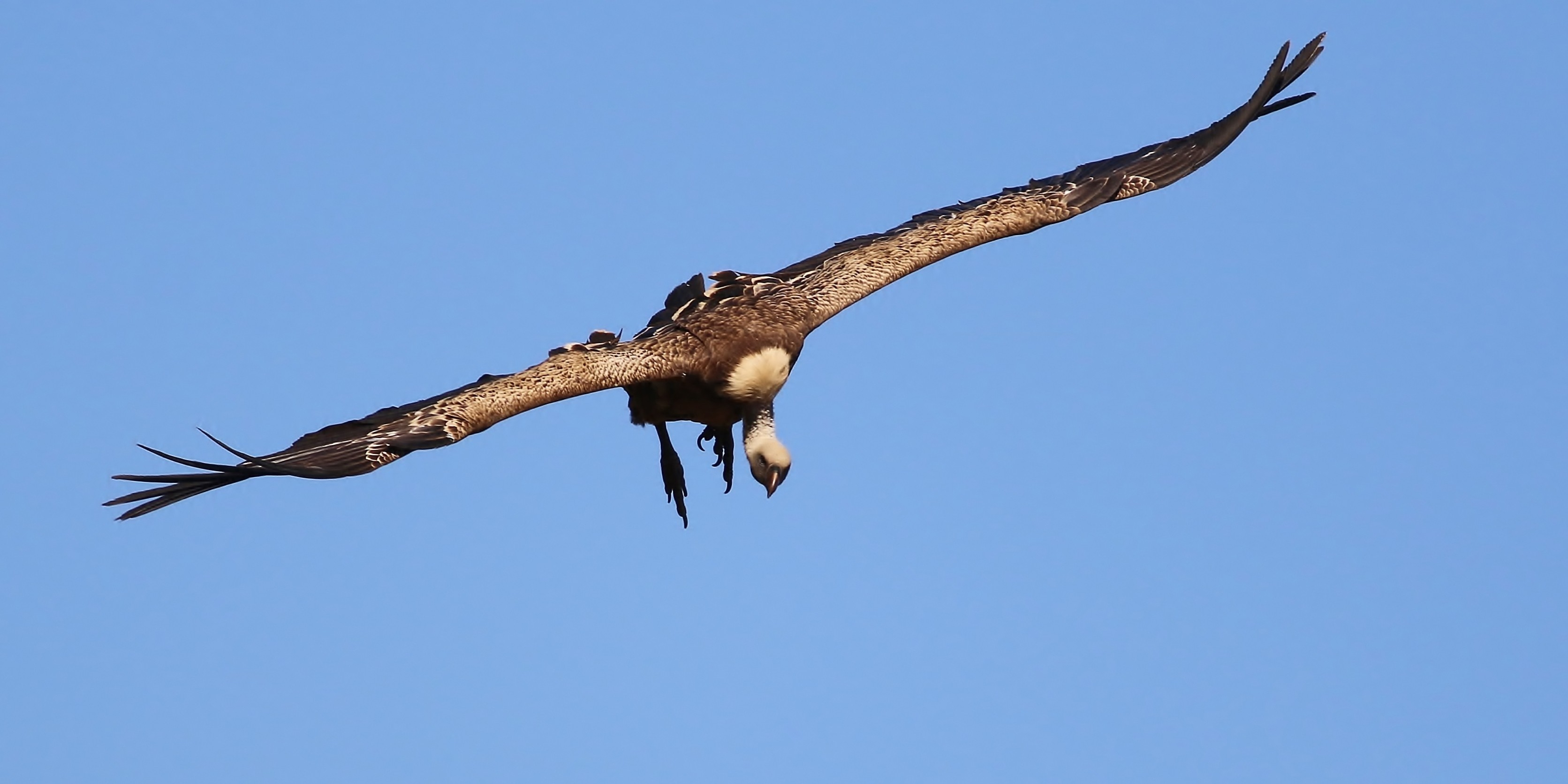 Rüppell's Vulture
