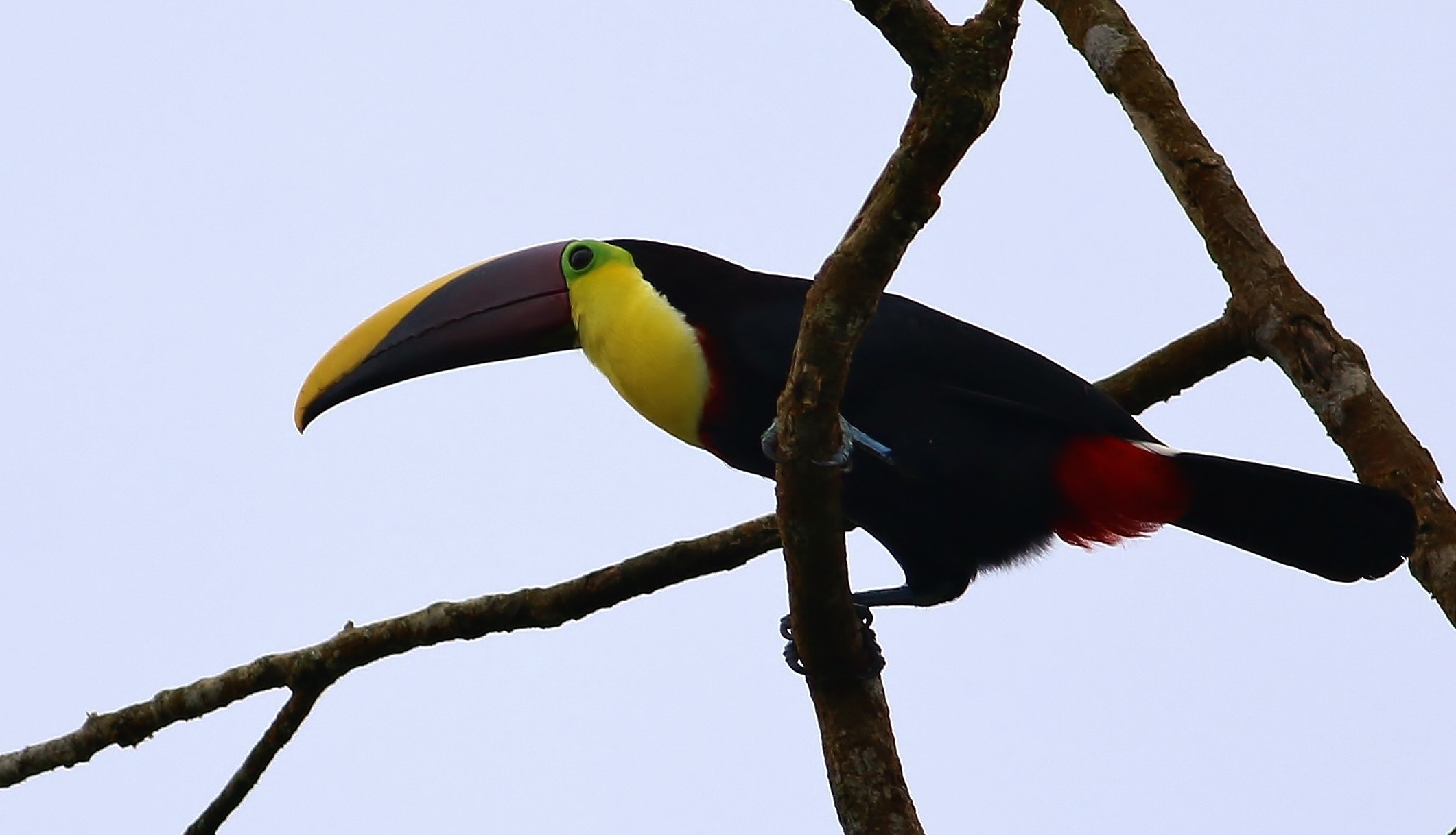 Yellow-throated Toucan — Ana fotoğraf