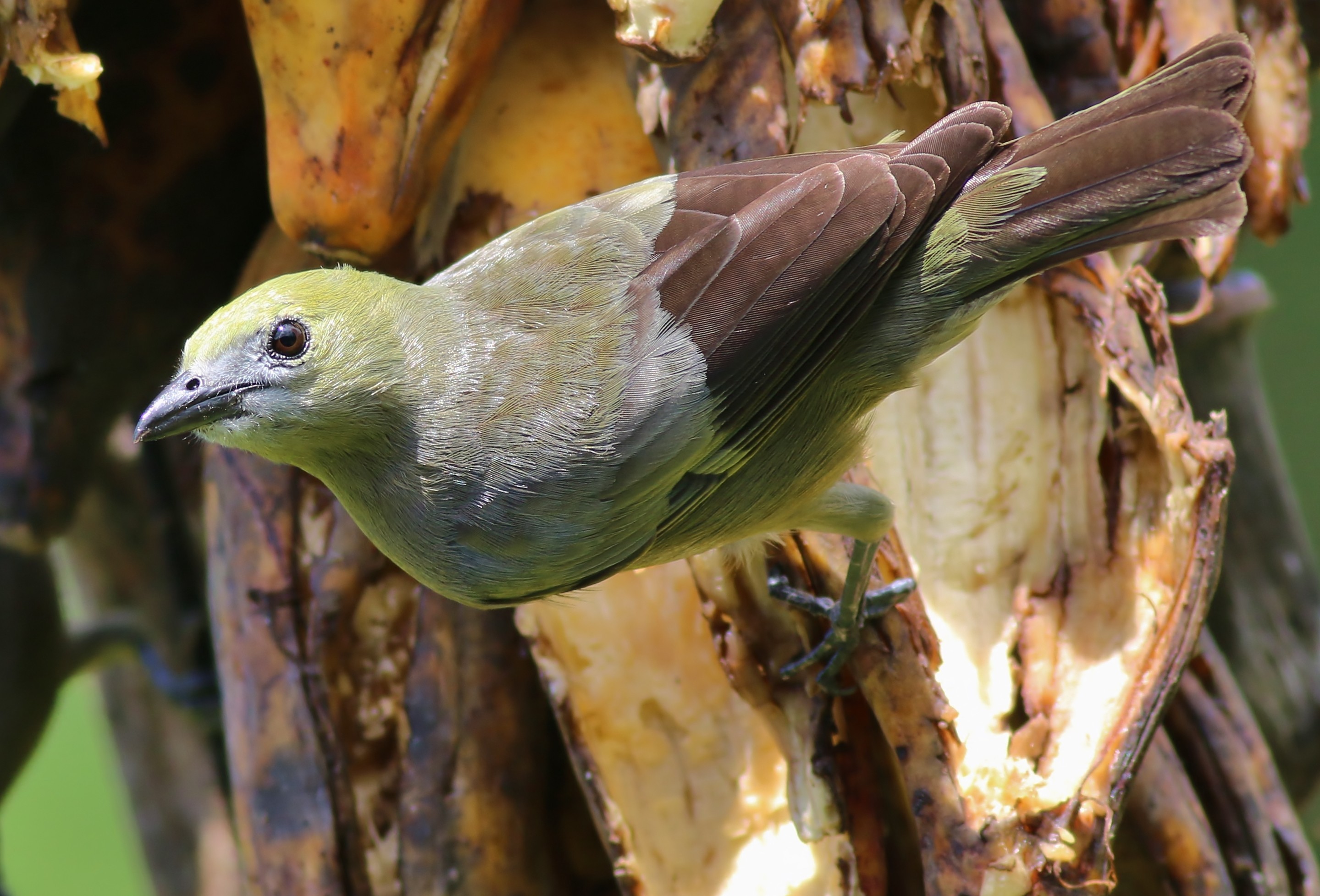 Palm Tanager — Ana fotoğraf