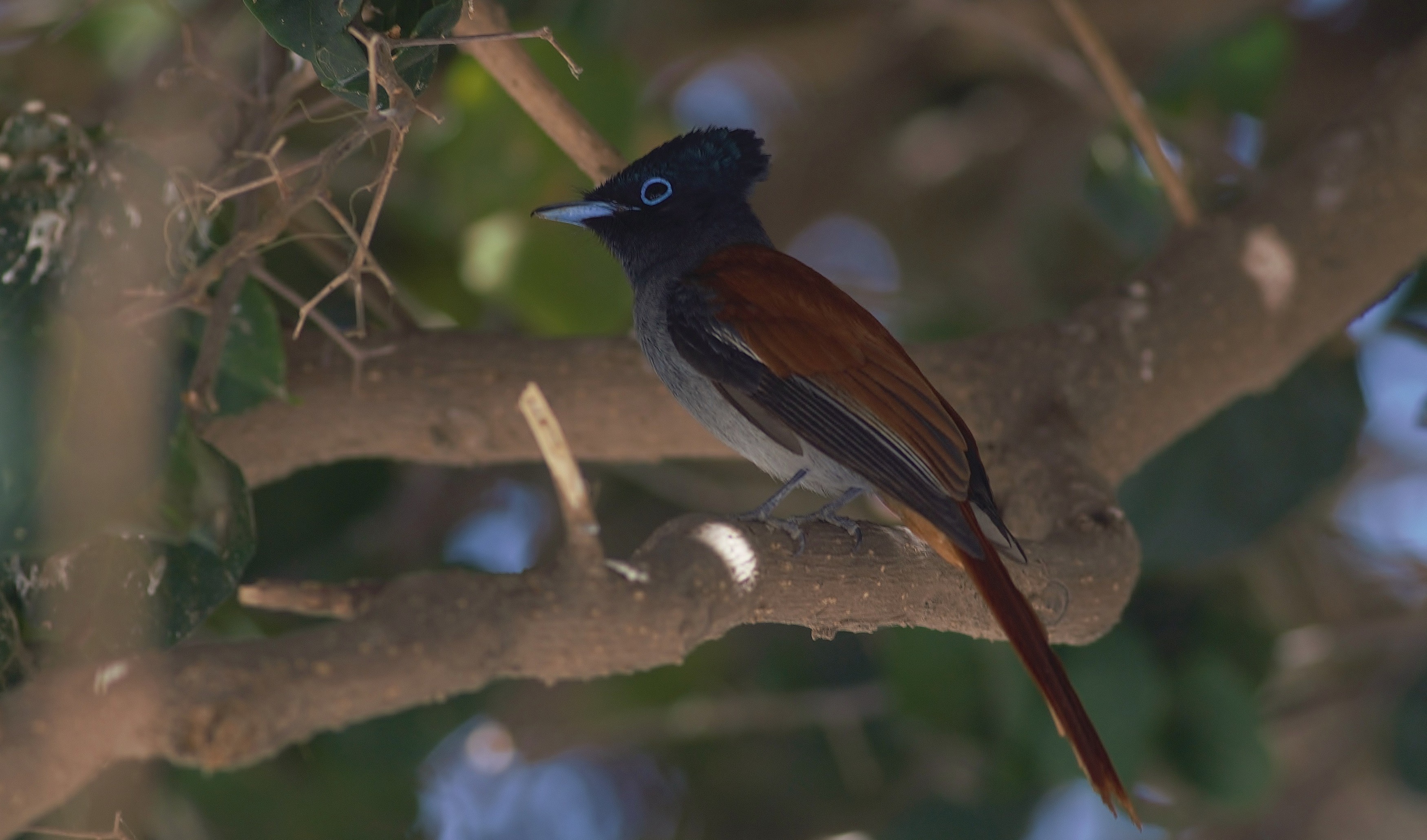 African Paradise-flycatcher — Ana fotoğraf