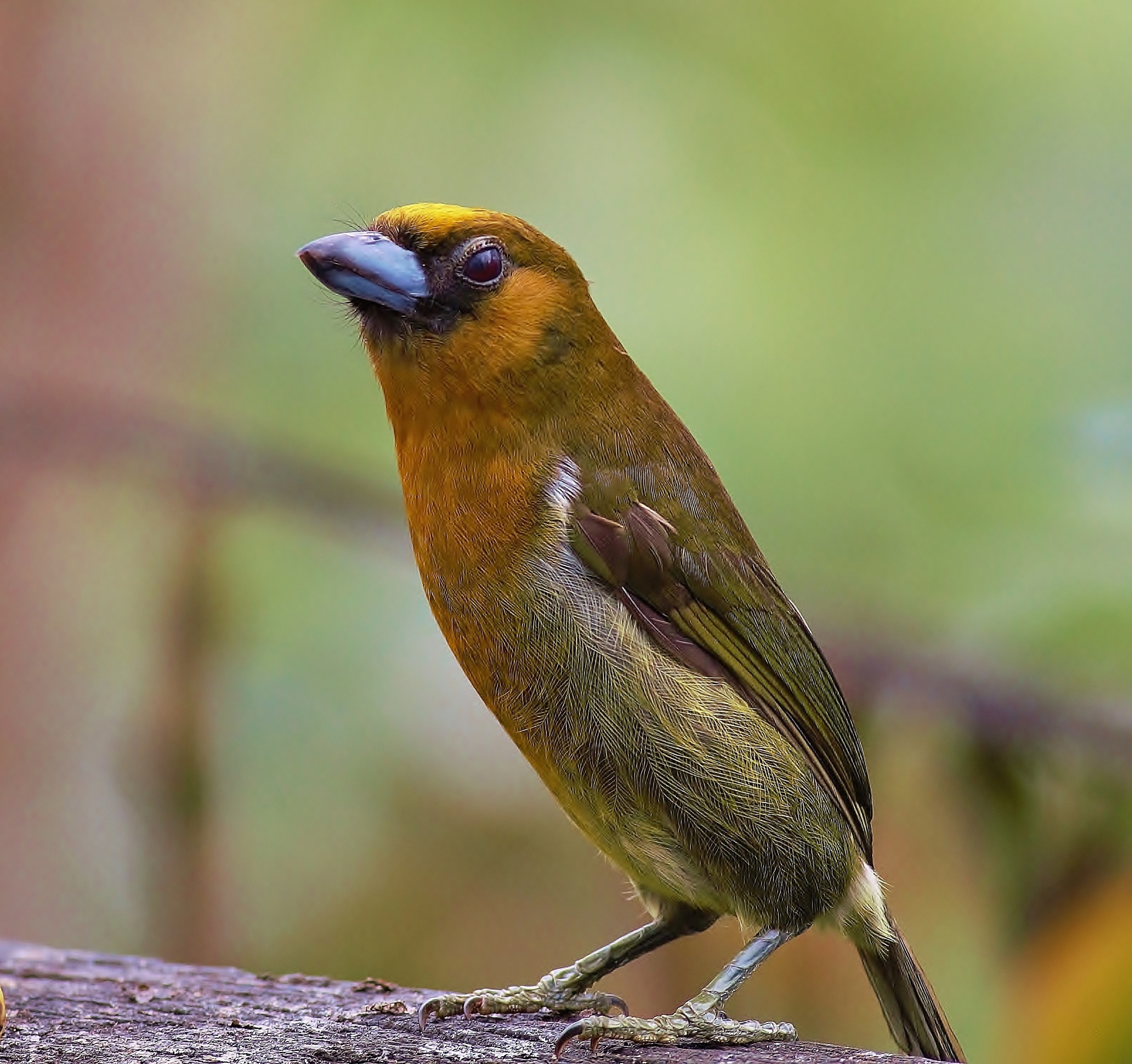 Prong-billed Barbet