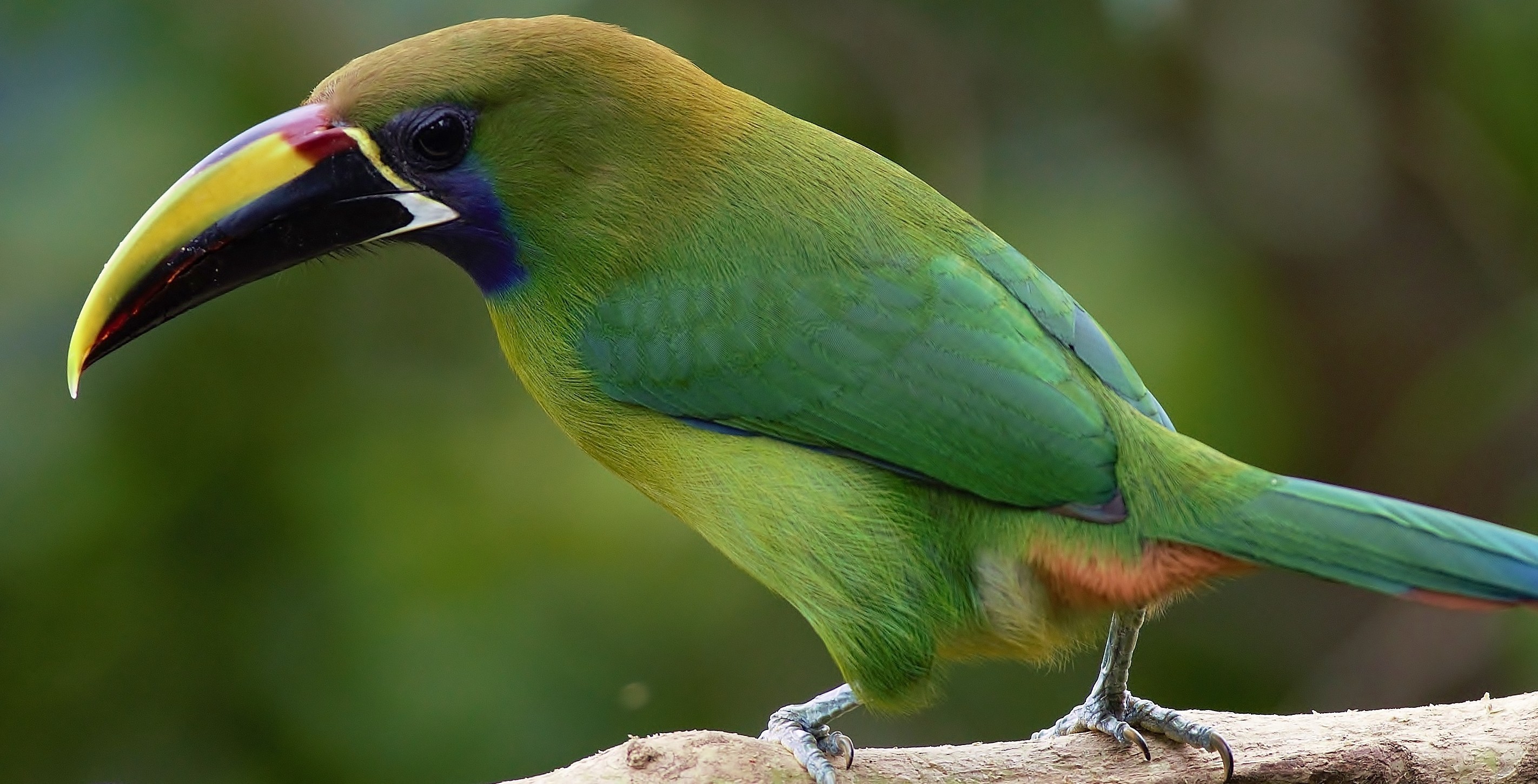 Emerald Toucanet