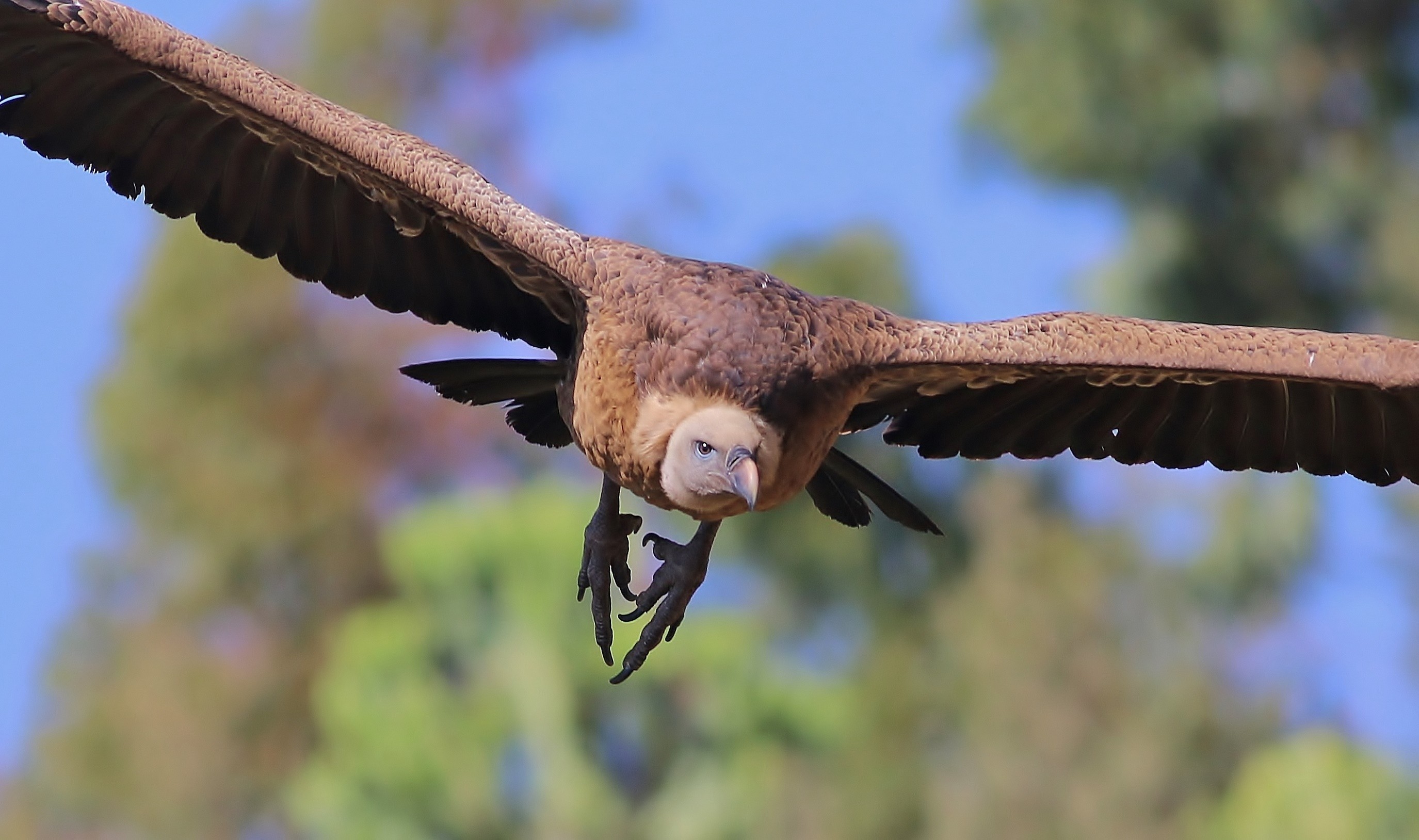 Rüppell's Vulture