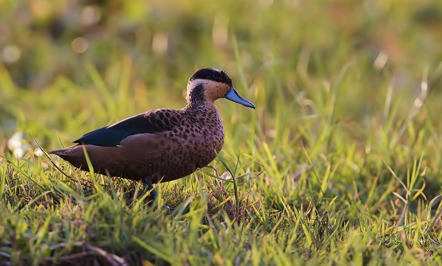 Hottentot Teal — Ana fotoğraf
