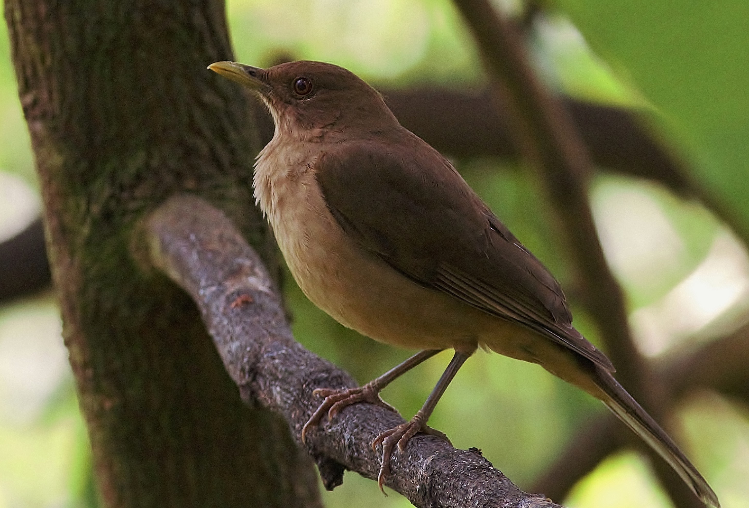 Clay-coloured Thrush