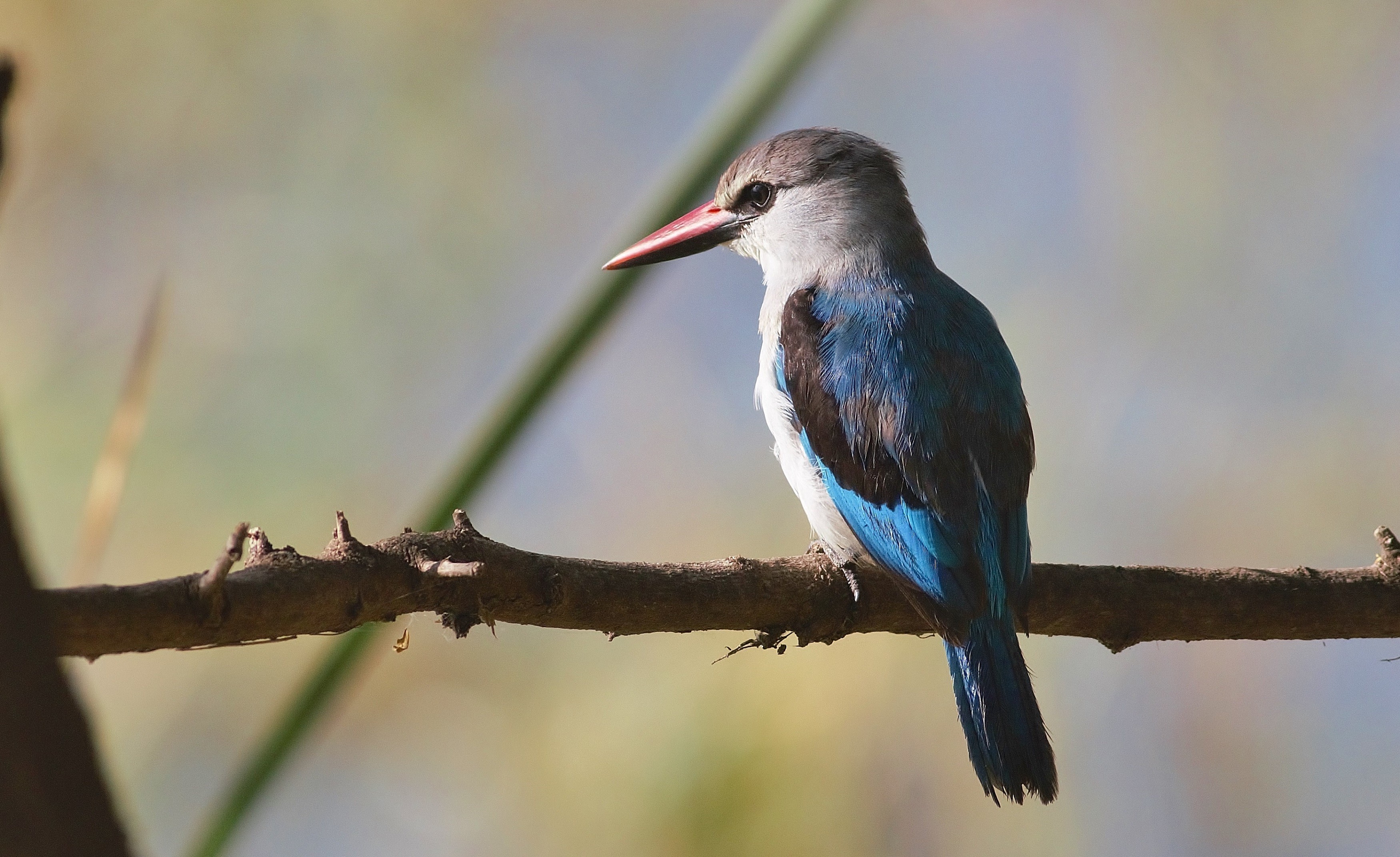 Woodland Kingfisher