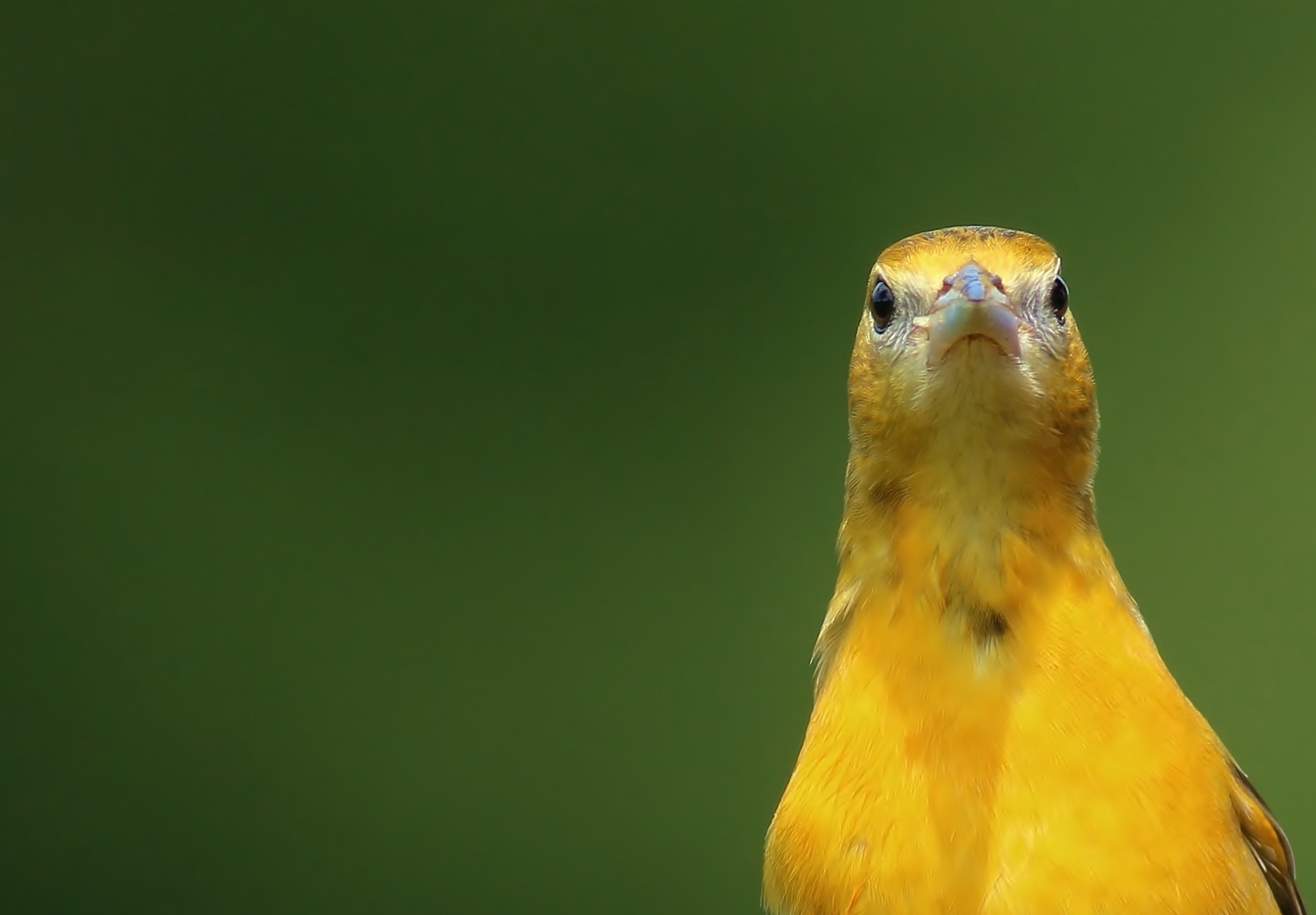Baltimore Oriole