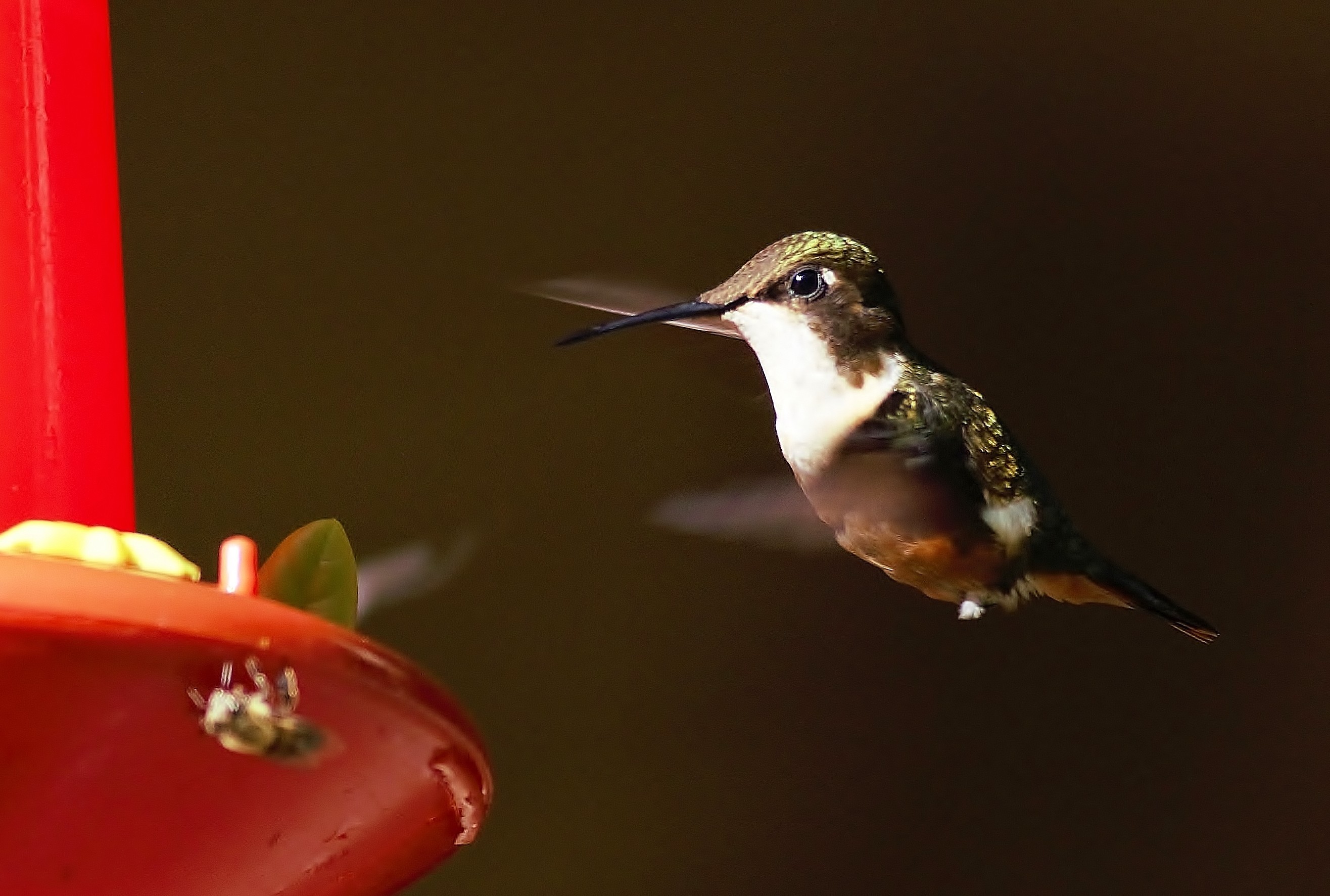 Magenta-throated Woodstar
